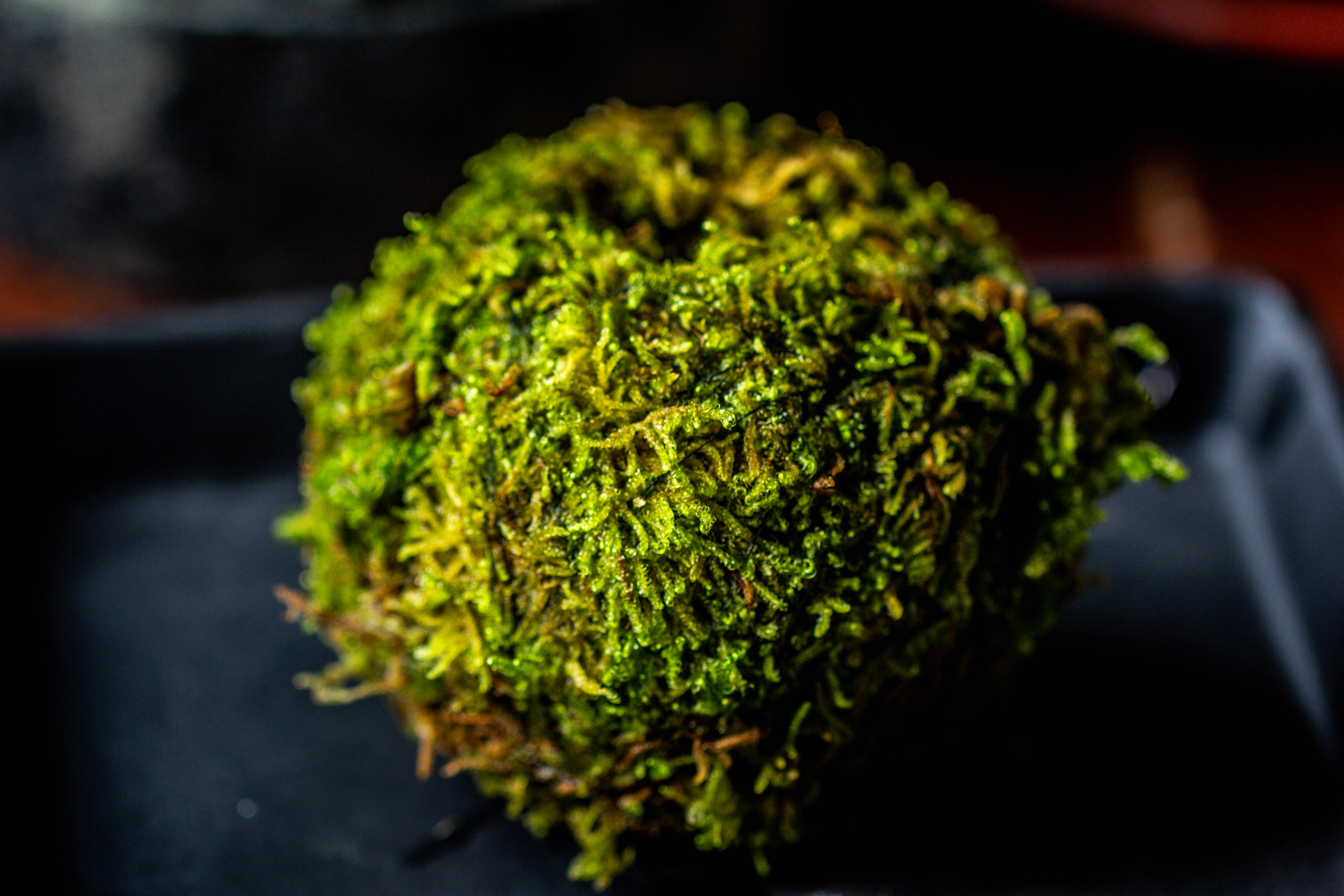 Live dry Hypnum plumaeforme Wils. Moss Ball, Kokedama - NCYPgarden