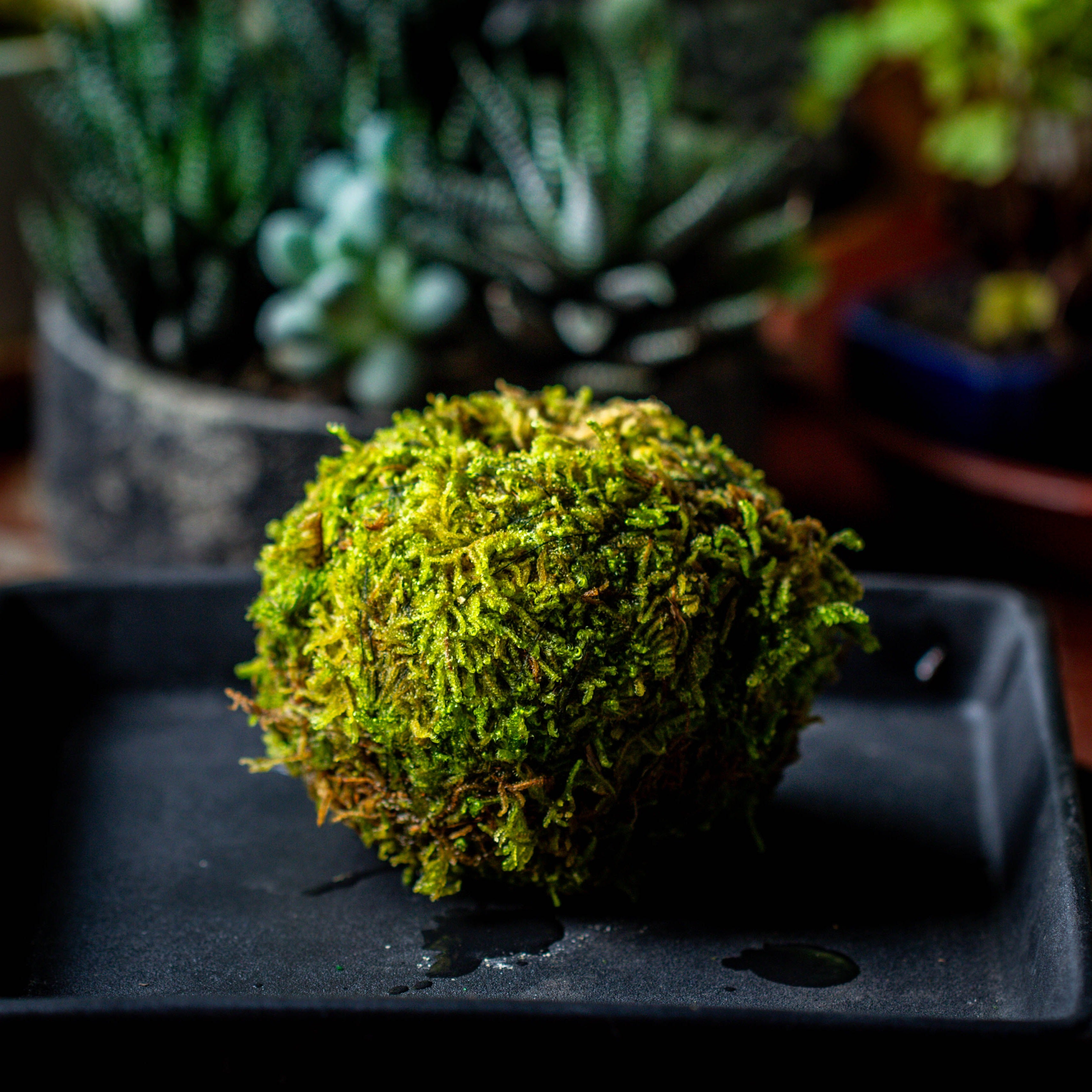 Live dry Hypnum plumaeforme Wils. Moss Ball, Kokedama - NCYPgarden