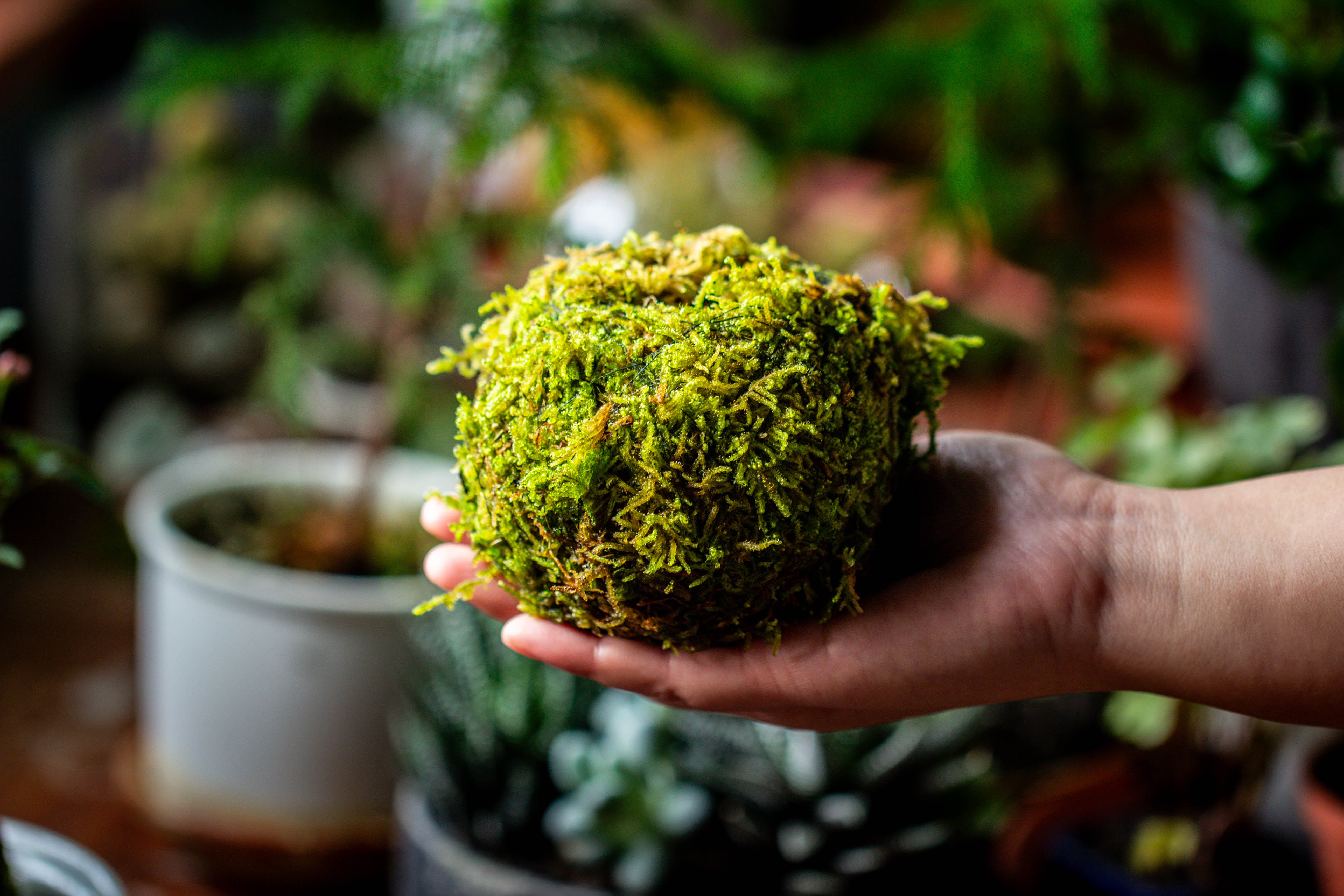 Live dry Hypnum plumaeforme Wils. Moss Ball, Kokedama - NCYPgarden