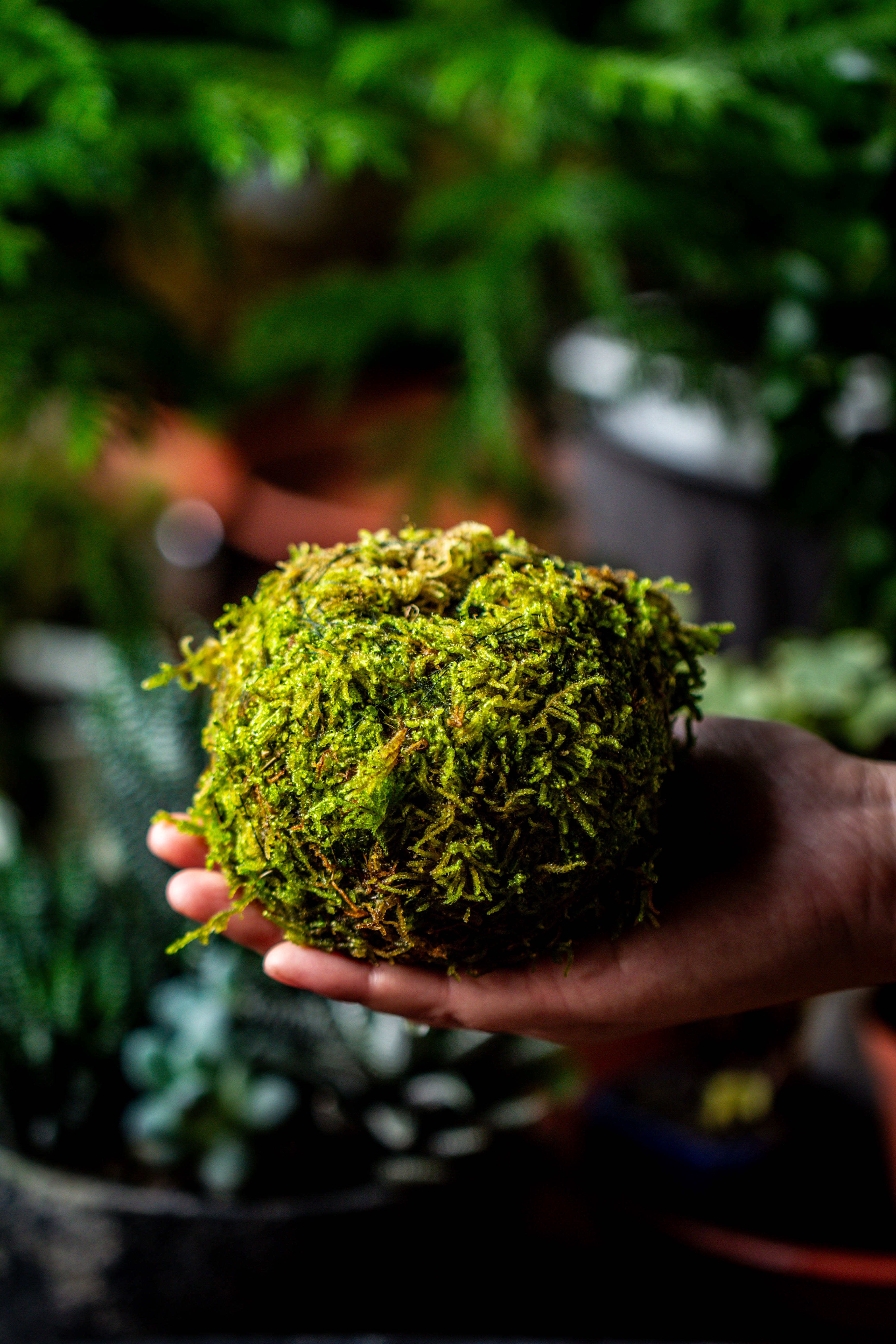 Live dry Hypnum plumaeforme Wils. Moss Ball, Kokedama - NCYPgarden