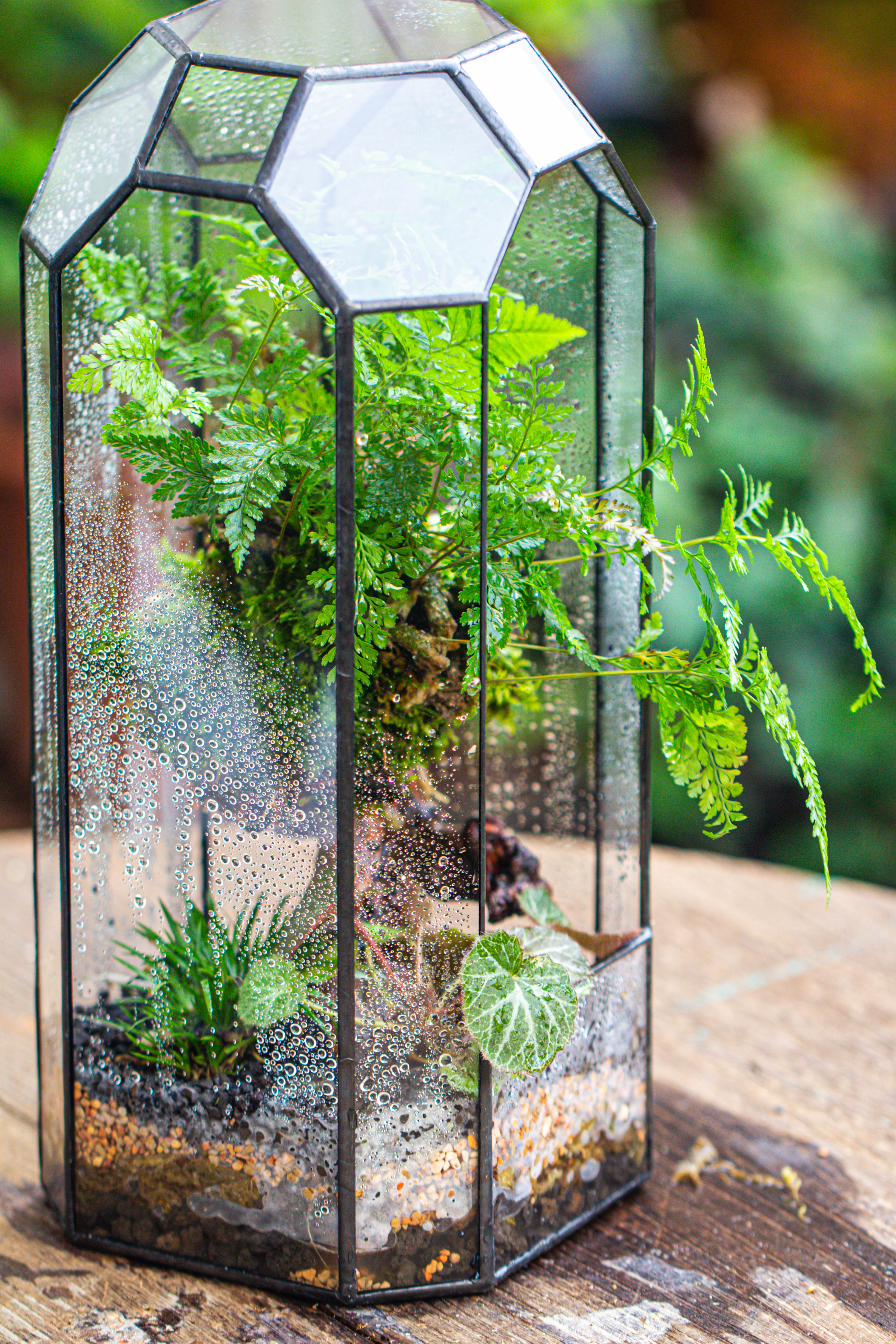 Vintage Tall Octagon Geometric Tin Glass Terrarium , 12.6" , open, suitable for tall plants, orchid, small begonia Pitcher, Micro landscape - NCYPgarden