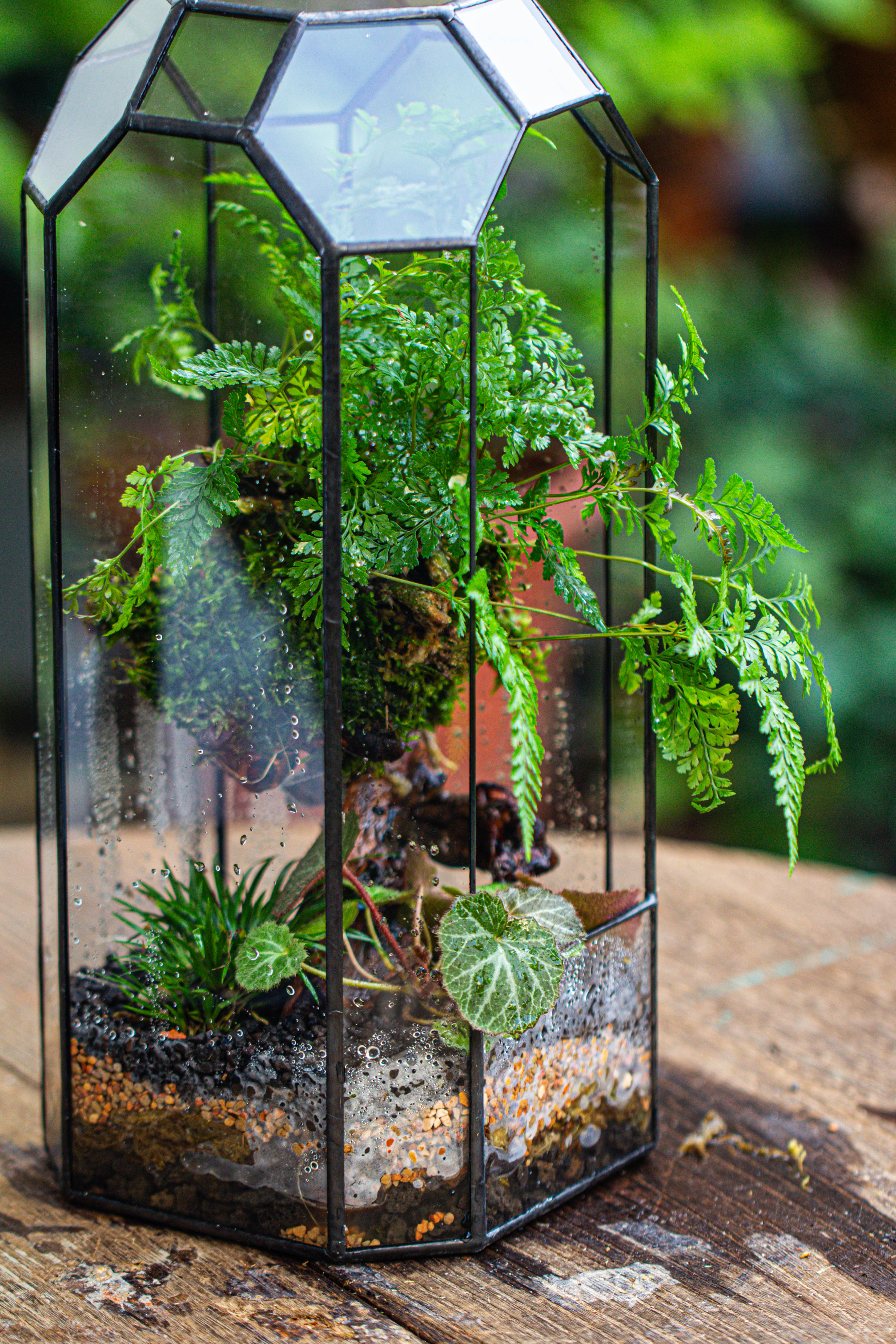 Vintage Tall Octagon Geometric Tin Glass Terrarium , 12.6" , open, suitable for tall plants, orchid, small begonia Pitcher, Micro landscape - NCYPgarden