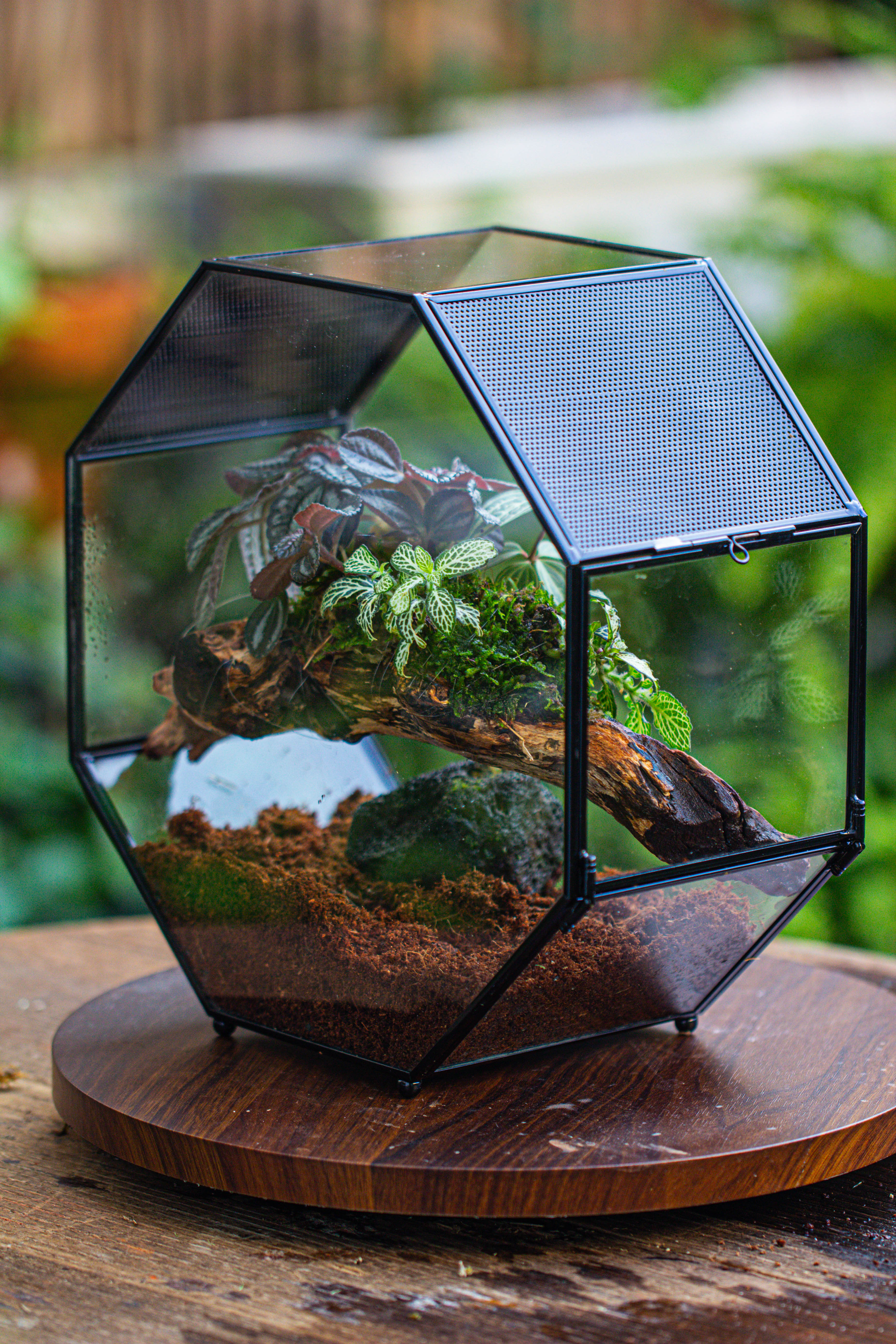 Handmade Octagon Glass Geometric Terrarium with Side Vent, Spider Terrarium, Jumping Spider/Snail Terrarium, Jumping Spider Enclosure - NCYPgarden