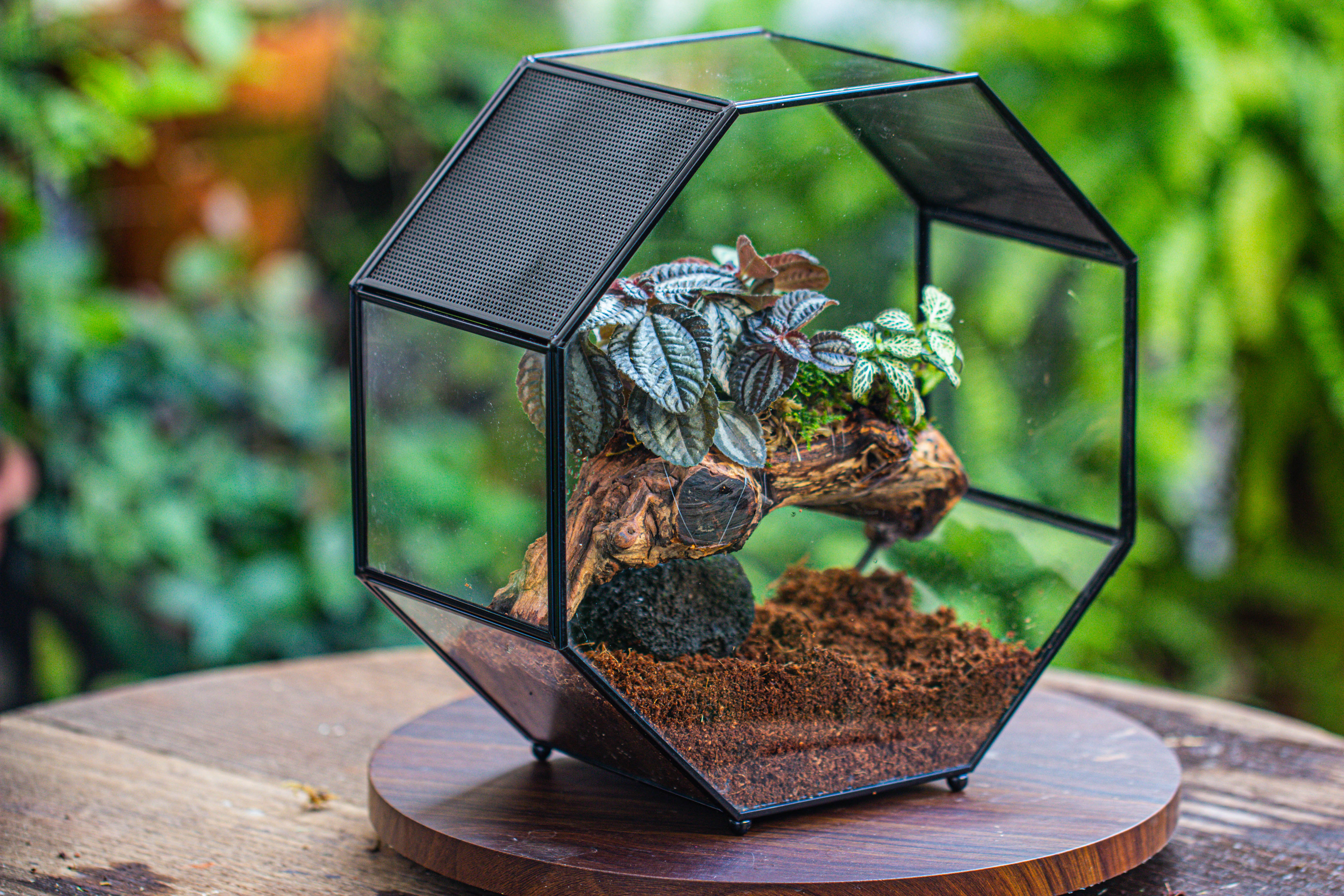 Handmade Octagon Glass Geometric Terrarium with Side Vent, Spider Terrarium, Jumping Spider/Snail Terrarium, Jumping Spider Enclosure - NCYPgarden