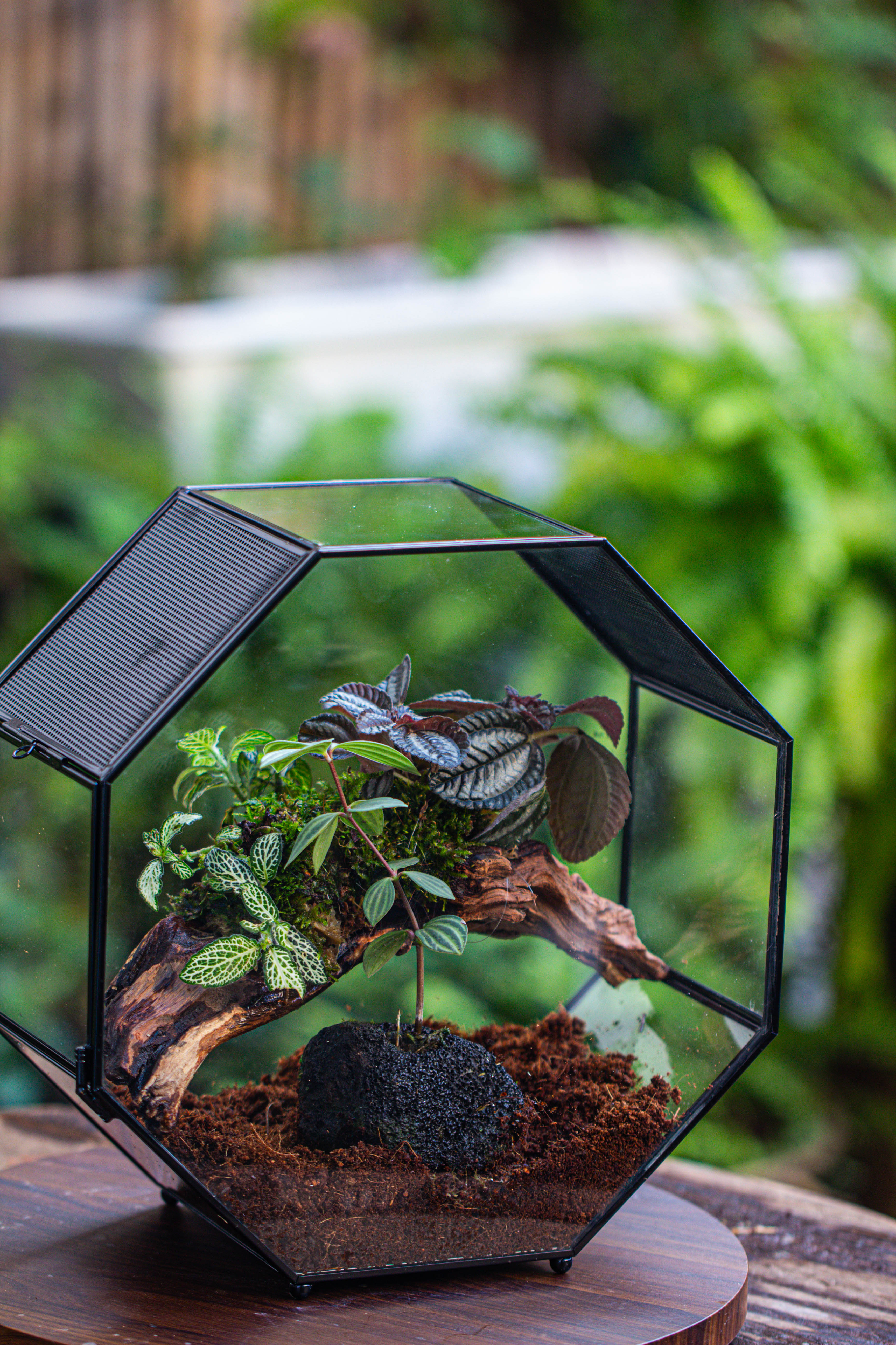 Handmade Octagon Glass Geometric Terrarium with Side Vent, Spider Terrarium, Jumping Spider/Snail Terrarium, Jumping Spider Enclosure - NCYPgarden