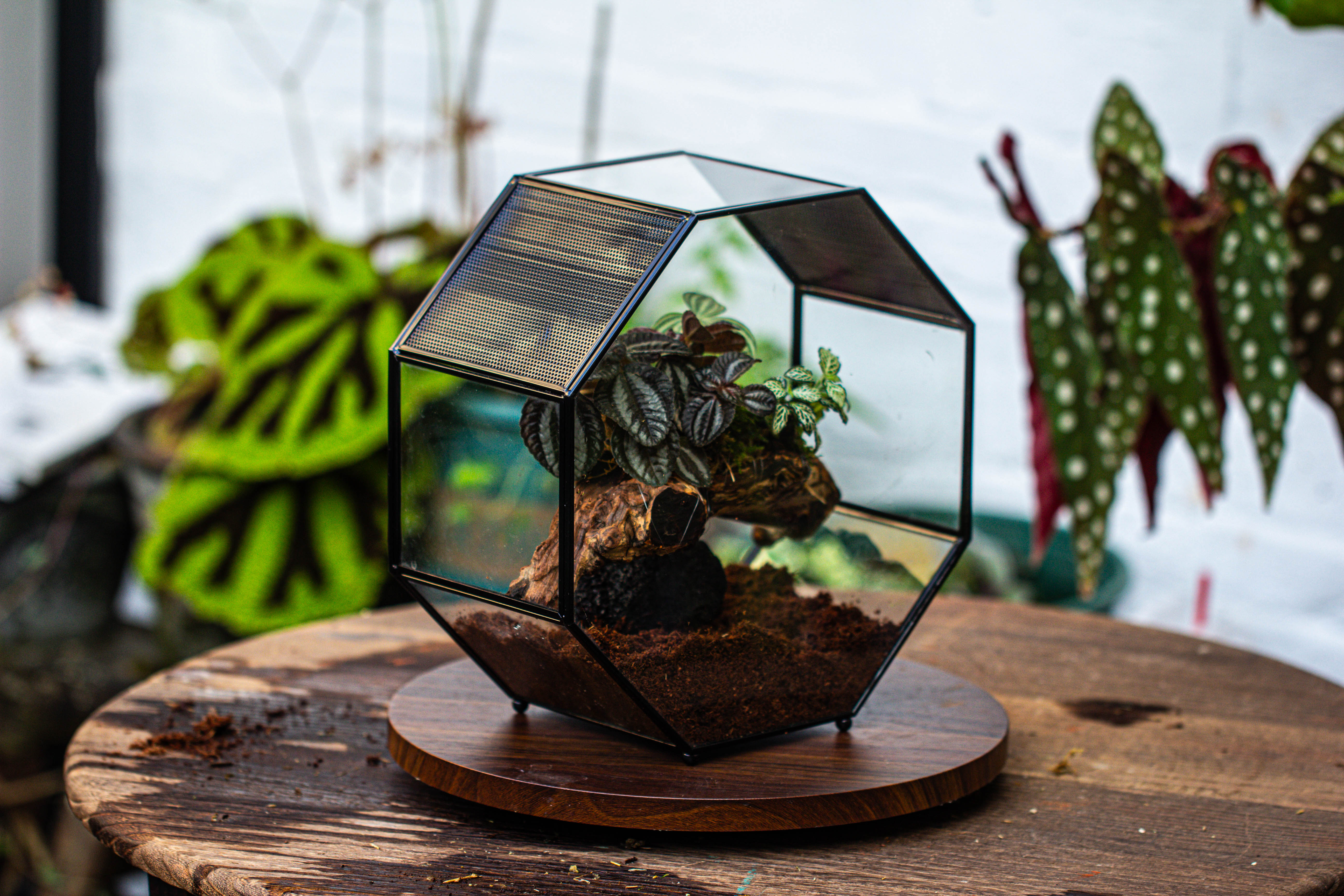 Handmade Octagon Glass Geometric Terrarium with Side Vent, Spider Terrarium, Jumping Spider/Snail Terrarium, Jumping Spider Enclosure - NCYPgarden