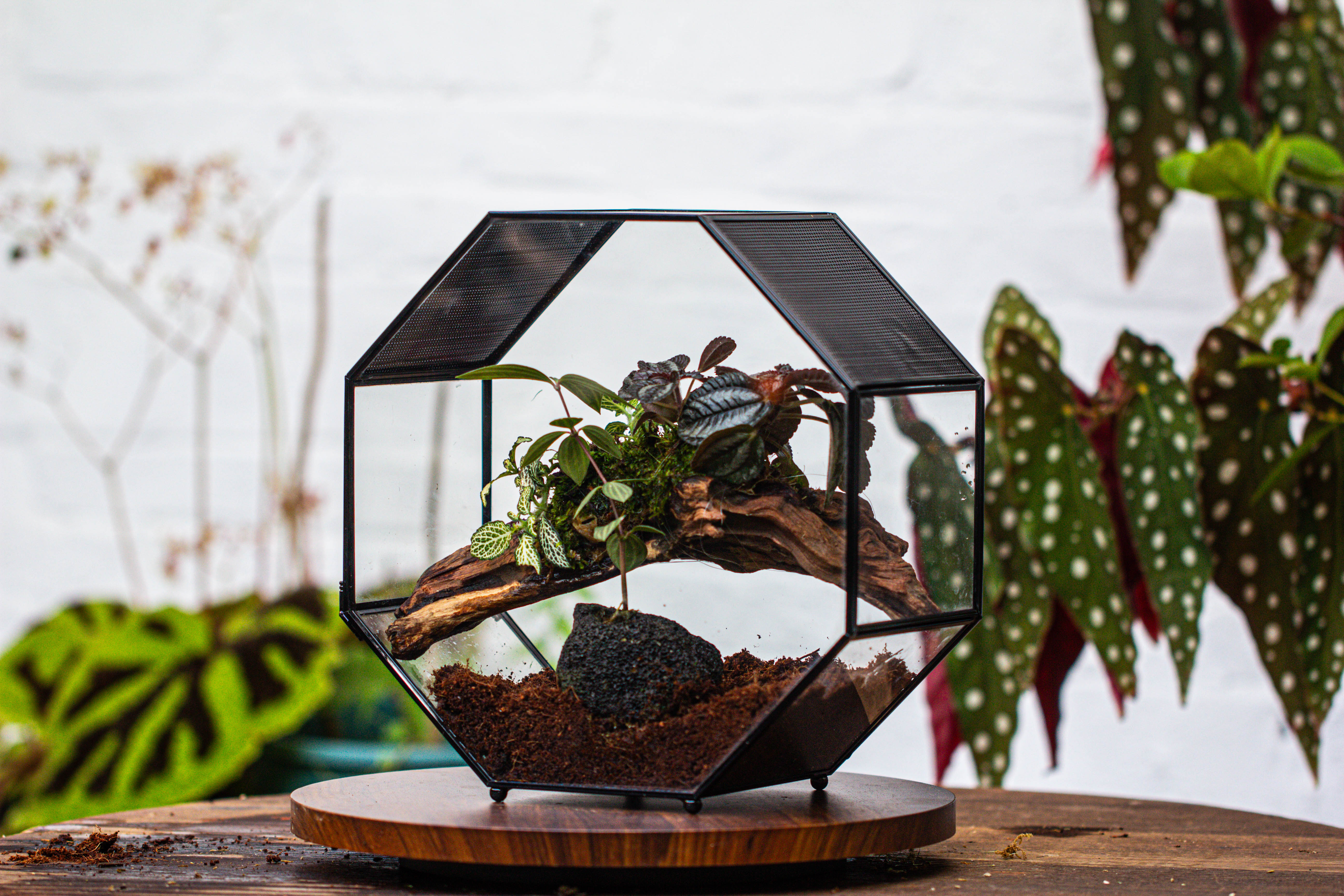 Handmade Octagon Glass Geometric Terrarium with Side Vent, Spider Terrarium, Jumping Spider/Snail Terrarium, Jumping Spider Enclosure - NCYPgarden