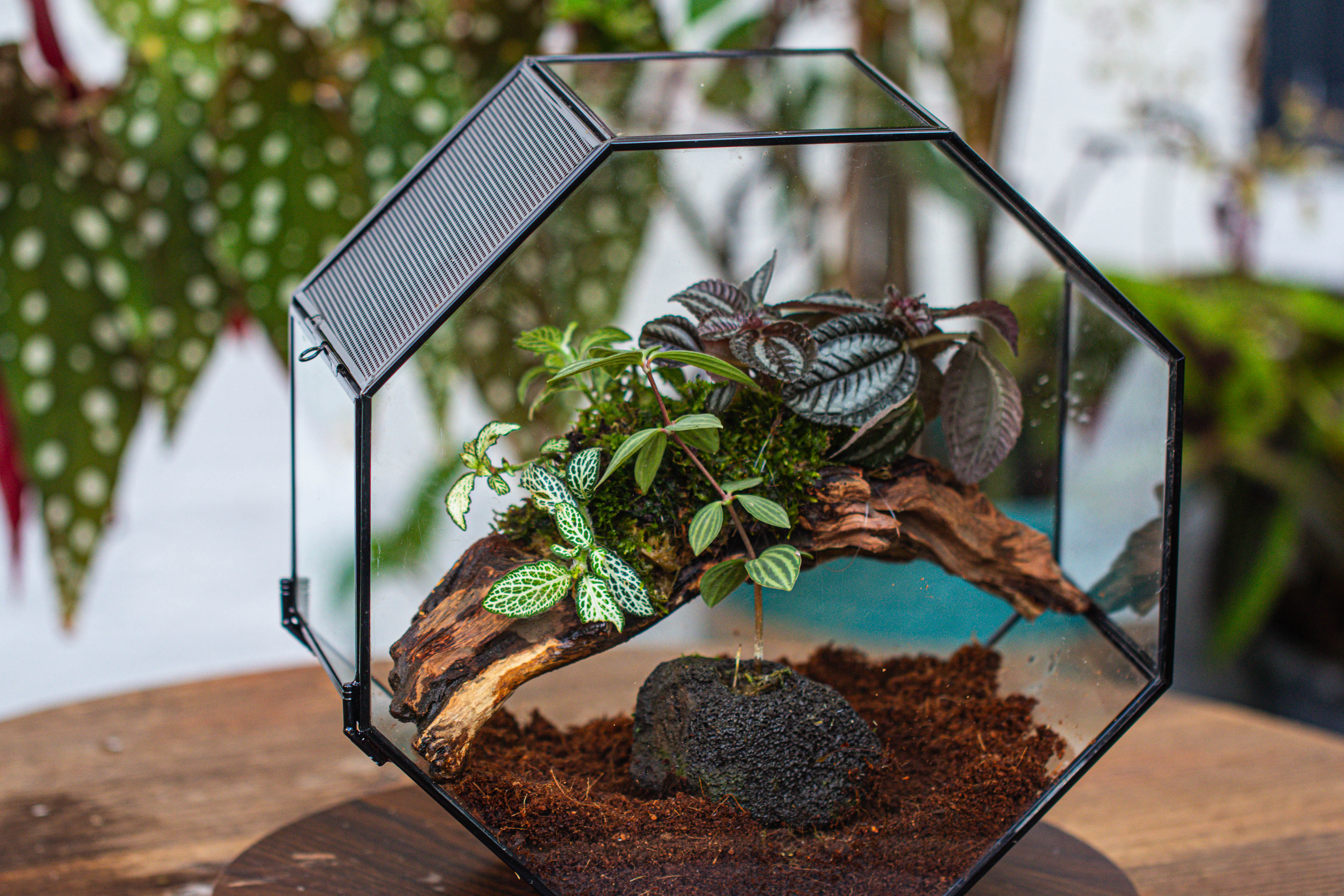Handmade Octagon Glass Geometric Terrarium with Side Vent, Spider Terrarium, Jumping Spider/Snail Terrarium, Jumping Spider Enclosure - NCYPgarden