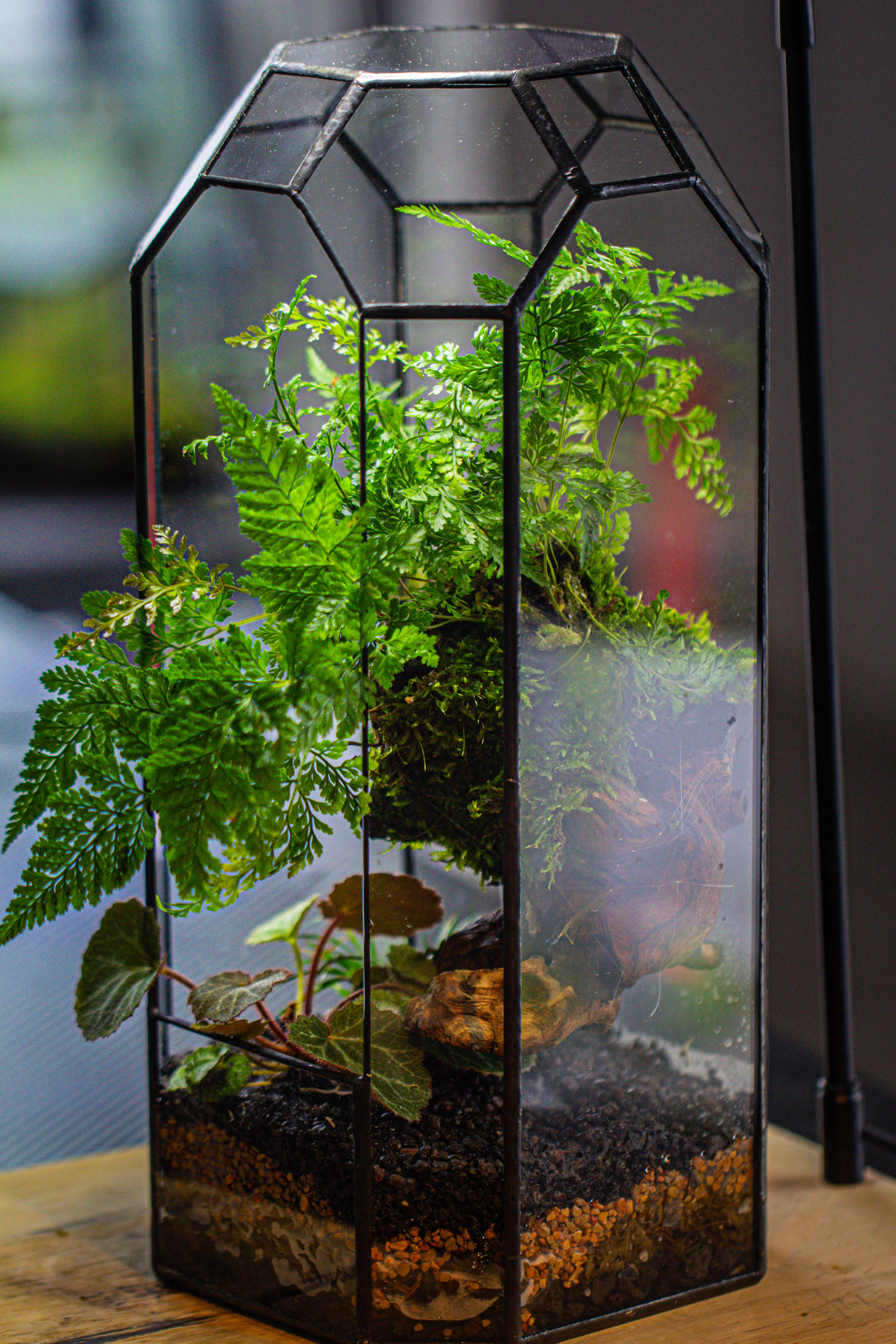 Vintage Tall Octagon Geometric Tin Glass Terrarium , 12.6" , open, suitable for tall plants, orchid, small begonia Pitcher, Micro landscape - NCYPgarden