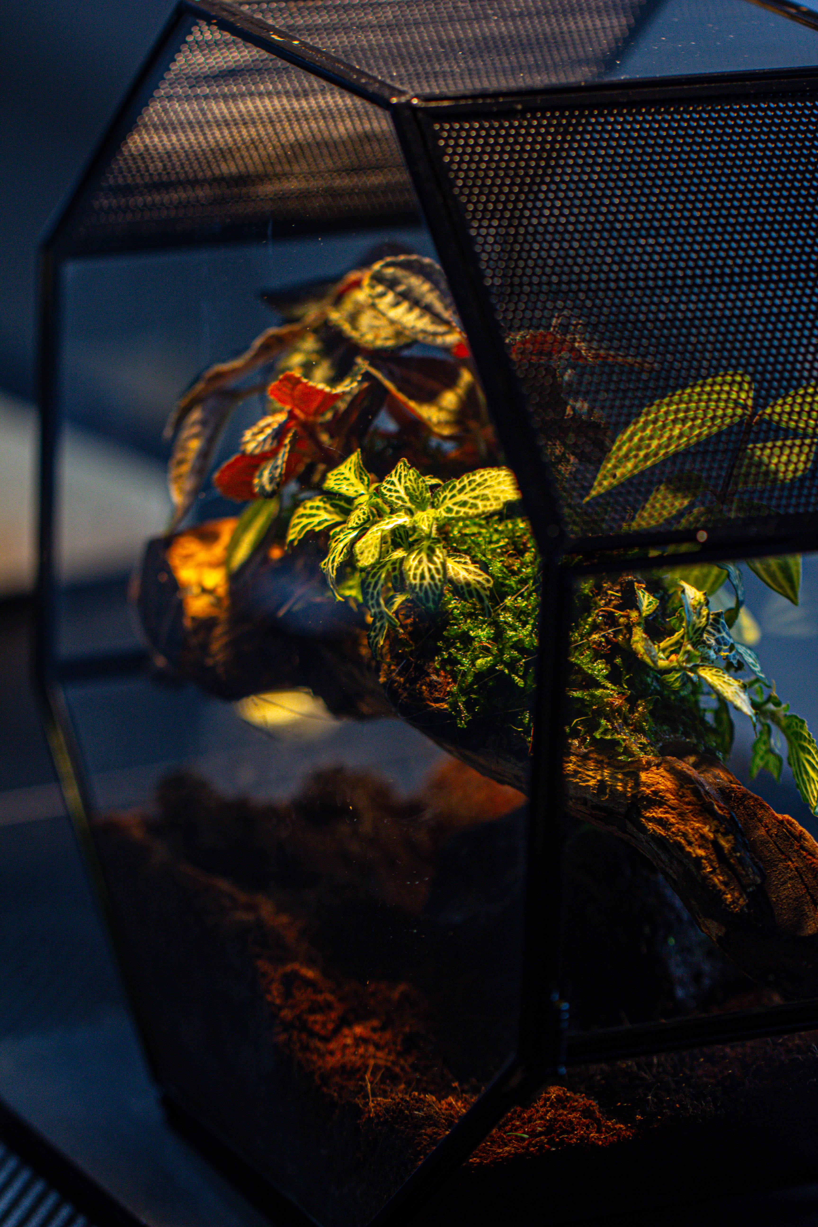 Handmade Octagon Glass Geometric Terrarium with Side Vent, Spider Terrarium, Jumping Spider/Snail Terrarium, Jumping Spider Enclosure - NCYPgarden