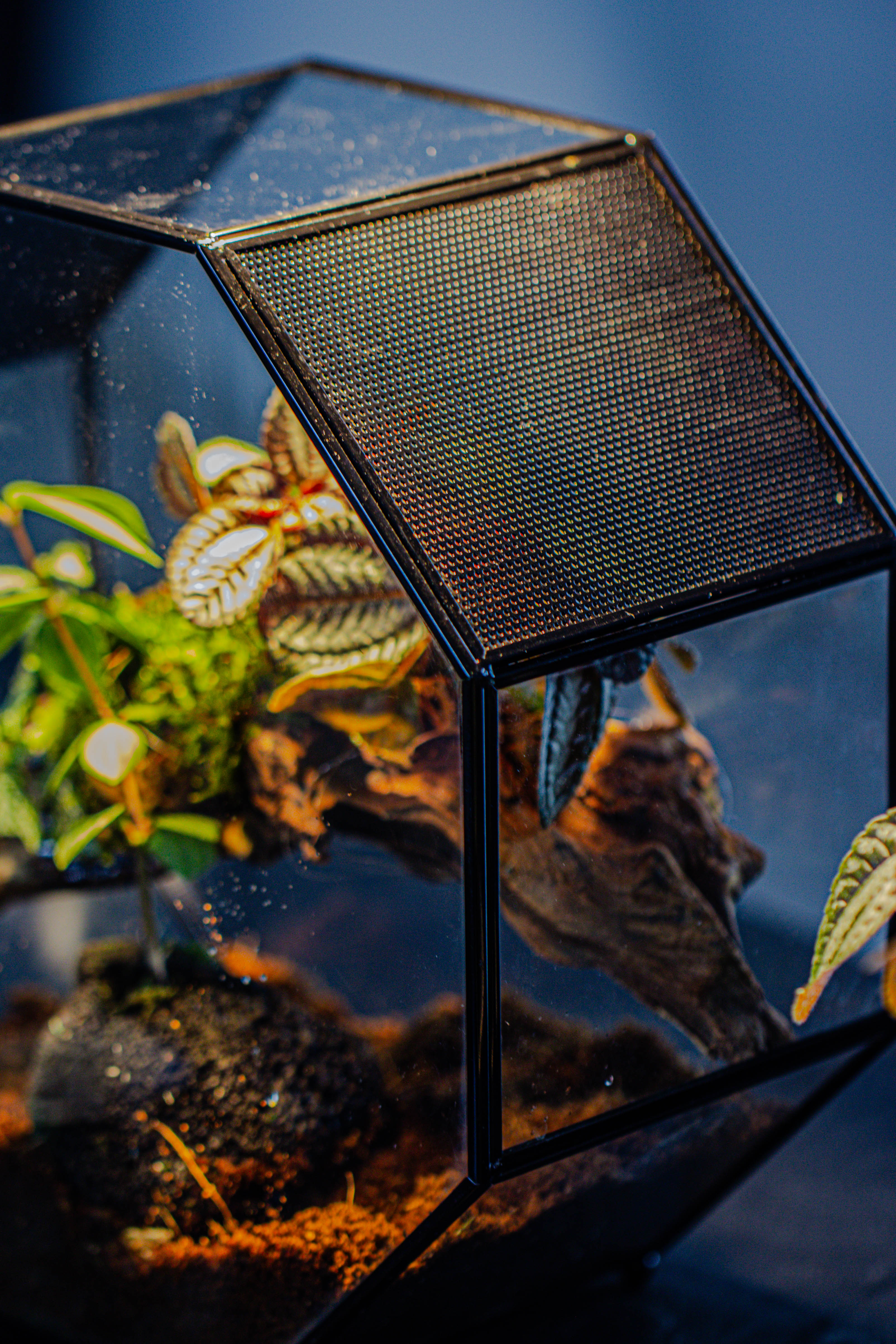 Handmade Octagon Glass Geometric Terrarium with Side Vent, Spider Terrarium, Jumping Spider/Snail Terrarium, Jumping Spider Enclosure - NCYPgarden