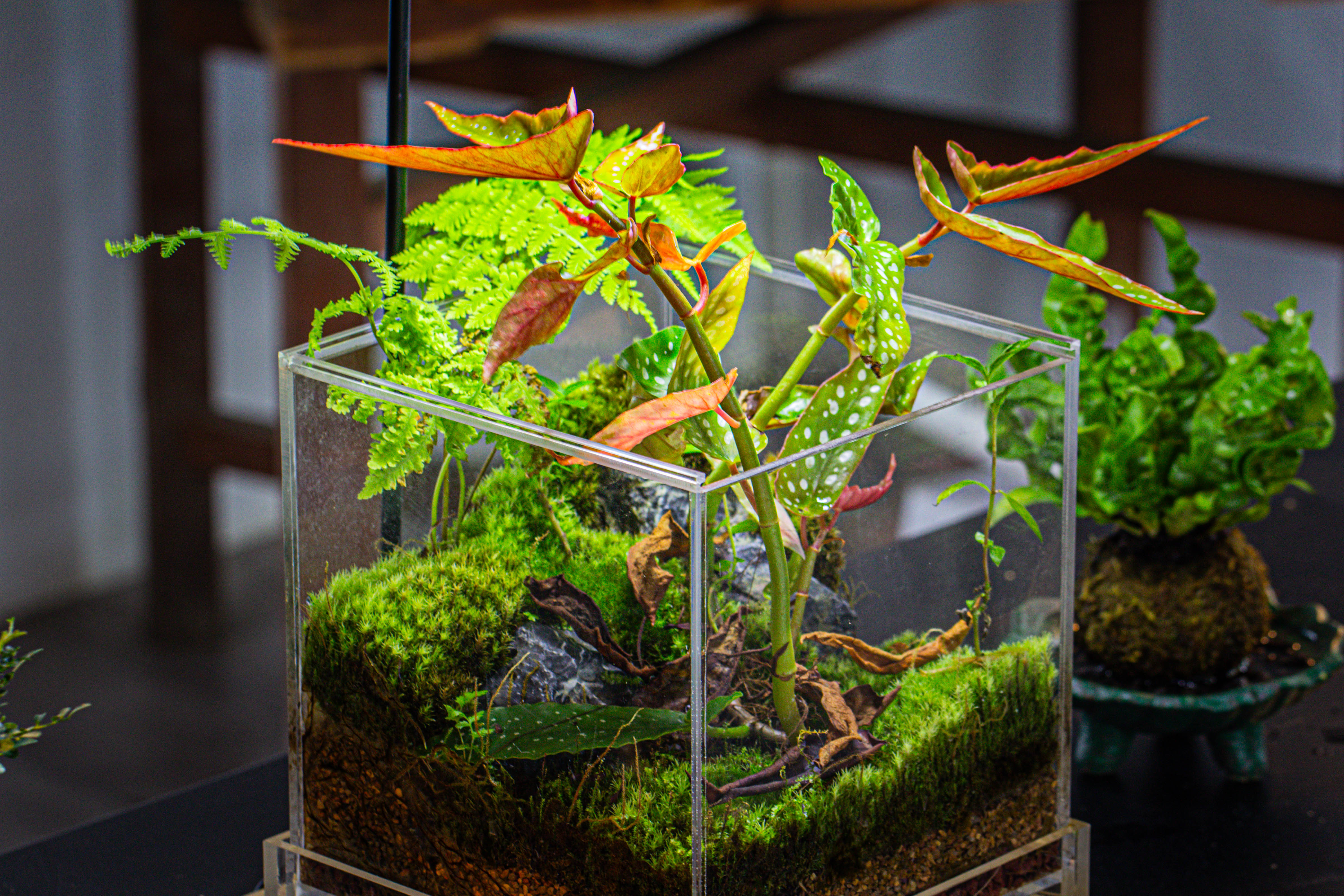 NCYP Acrylic Close terrarium with drainage bottom, suits for Fly Trap, Pitcher Plants, Moss Ball, Nursery, Small tropical Plants - NCYPgarden