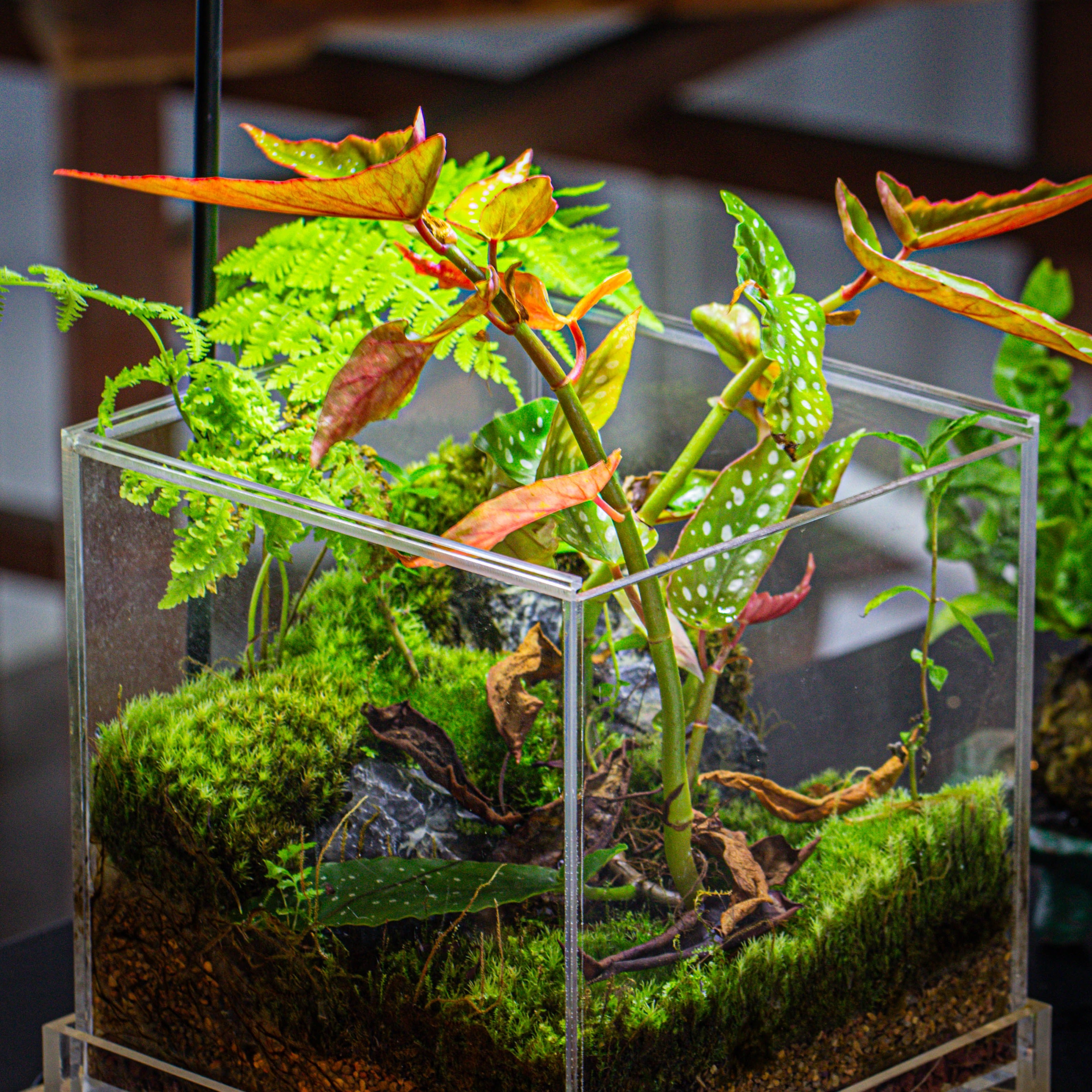 NCYP Acrylic Close terrarium with drainage bottom, suits for Fly Trap, Pitcher Plants, Moss Ball, Nursery, Small tropical Plants - NCYPgarden