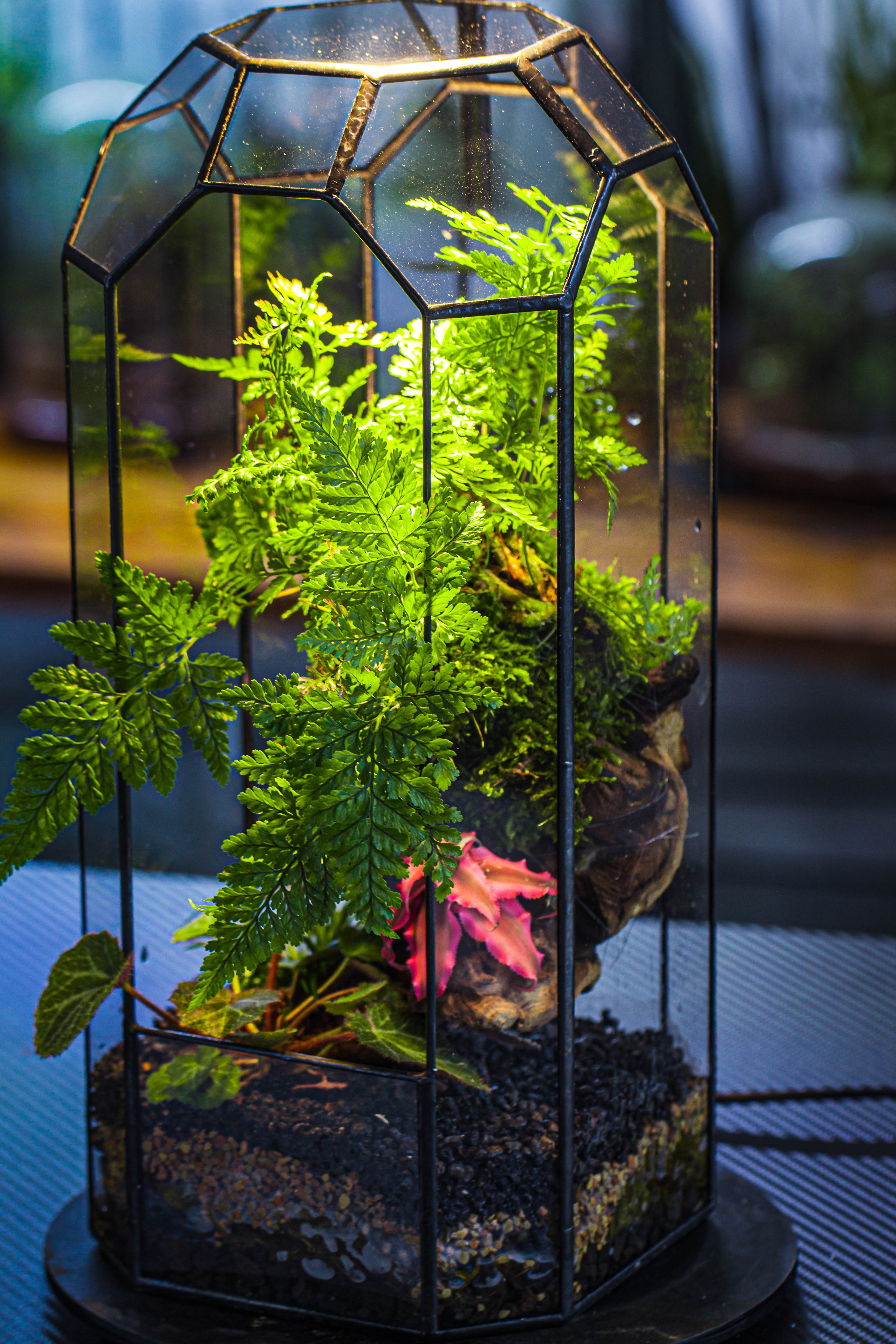 Vintage Tall Octagon Geometric Tin Glass Terrarium , 12.6" , open, suitable for tall plants, orchid, small begonia Pitcher, Micro landscape - NCYPgarden