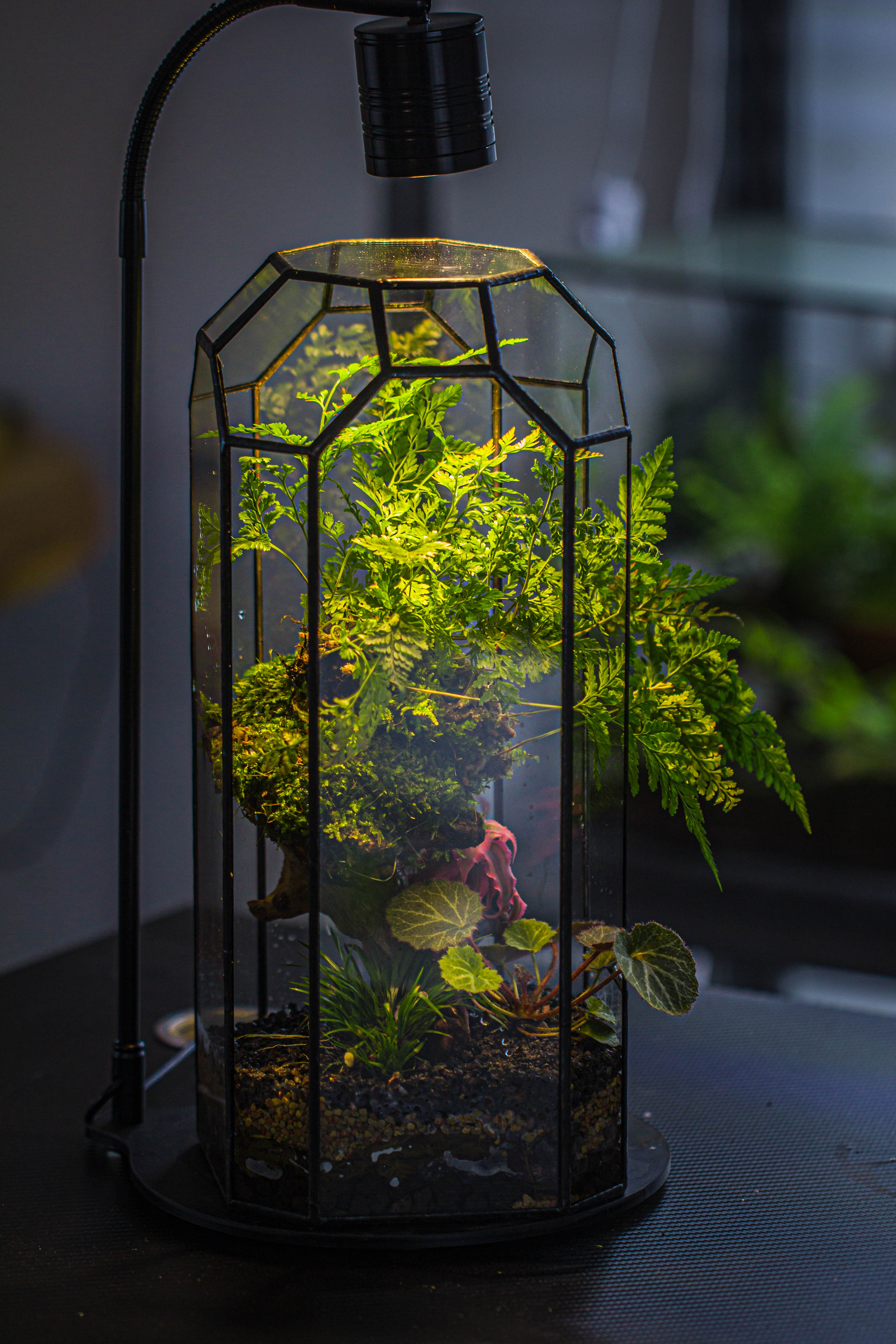 Vintage Tall Octagon Geometric Tin Glass Terrarium , 12.6" , open, suitable for tall plants, orchid, small begonia Pitcher, Micro landscape - NCYPgarden