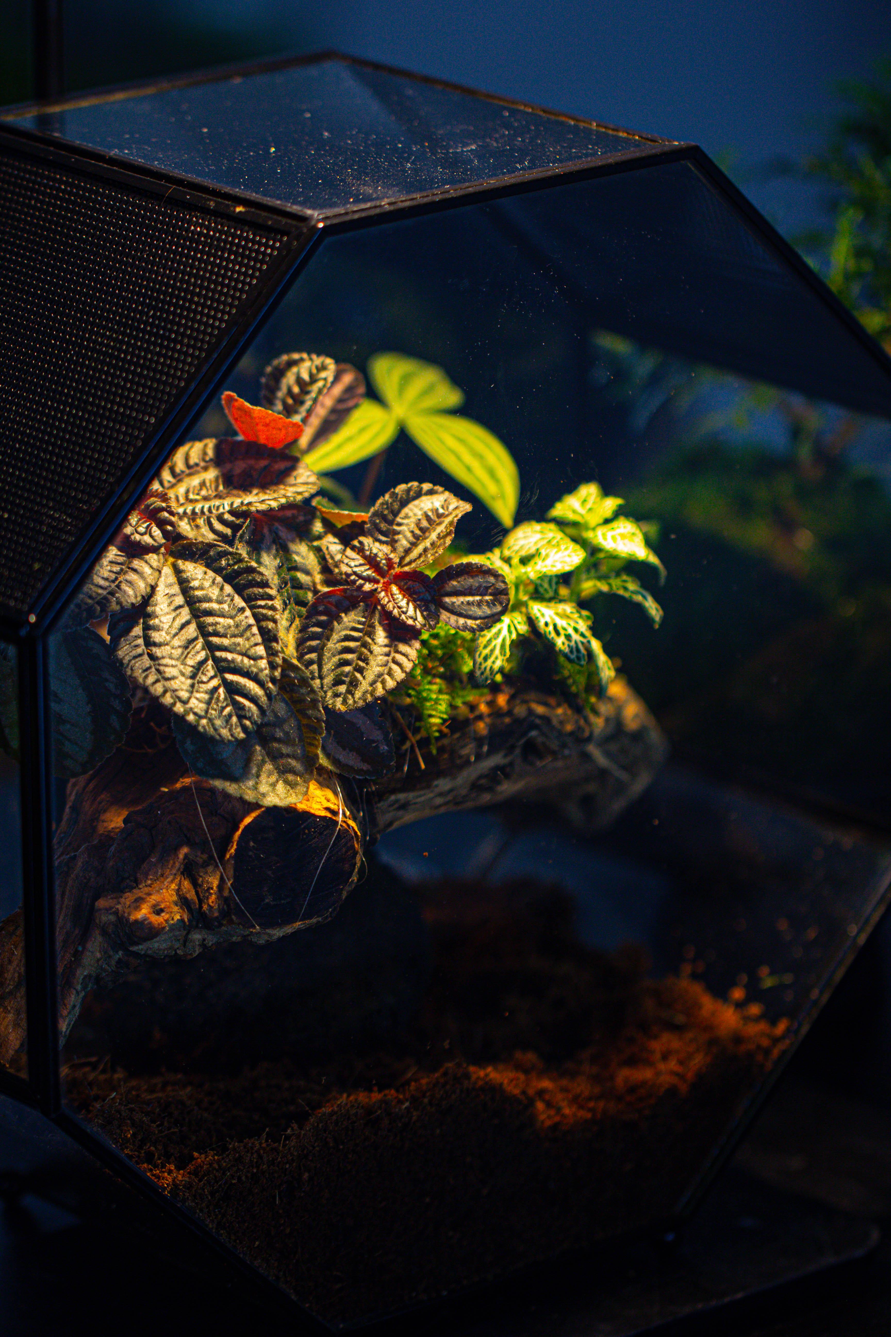 Handmade Octagon Glass Geometric Terrarium with Side Vent, Spider Terrarium, Jumping Spider/Snail Terrarium, Jumping Spider Enclosure - NCYPgarden