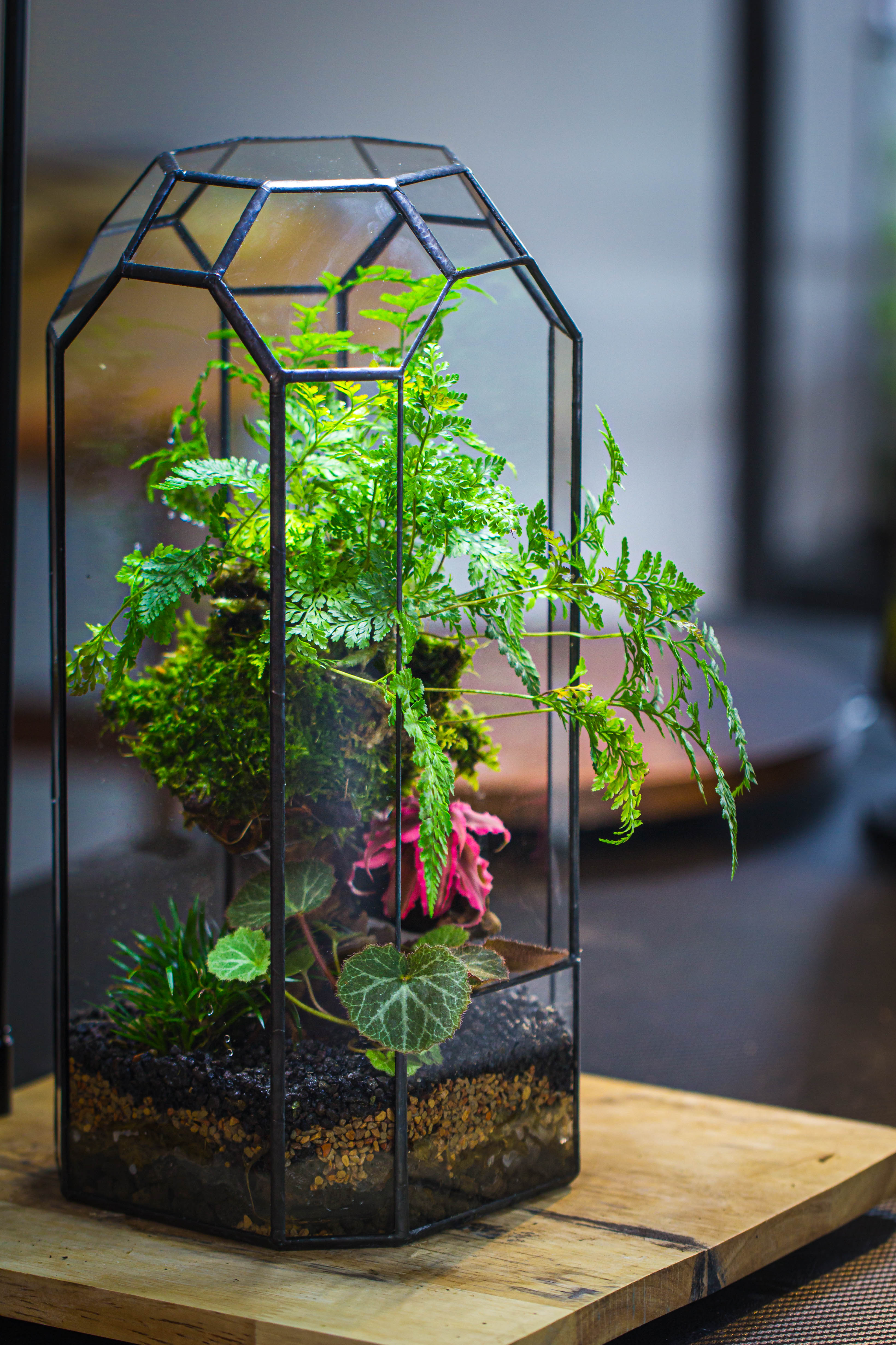 Vintage Tall Octagon Geometric Tin Glass Terrarium , 12.6" , open, suitable for tall plants, orchid, small begonia Pitcher, Micro landscape - NCYPgarden