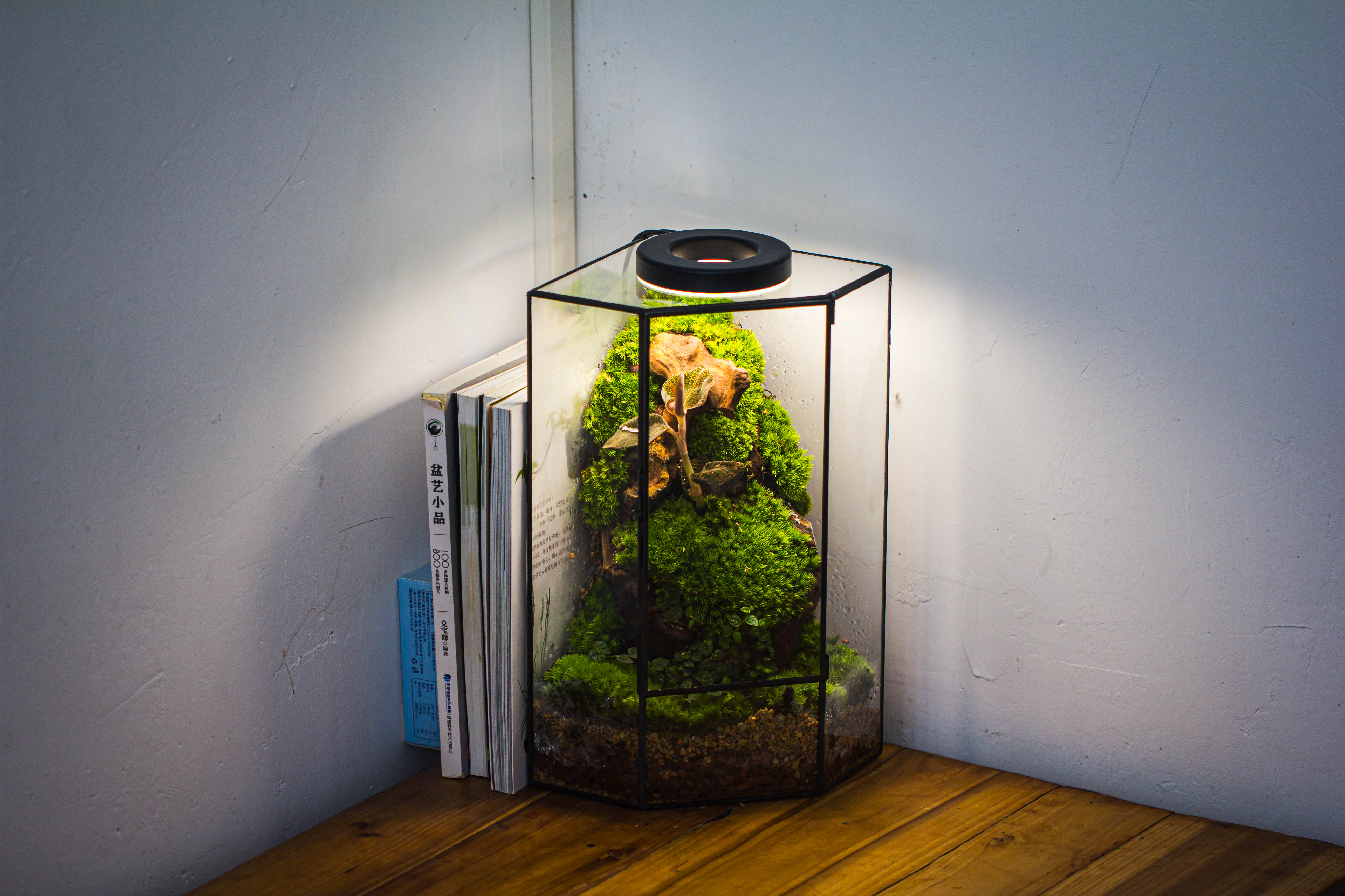 Handmade Close Geometric Tin Glass Corner Terrarium with Door, for Corner, Shelf - NCYPgarden