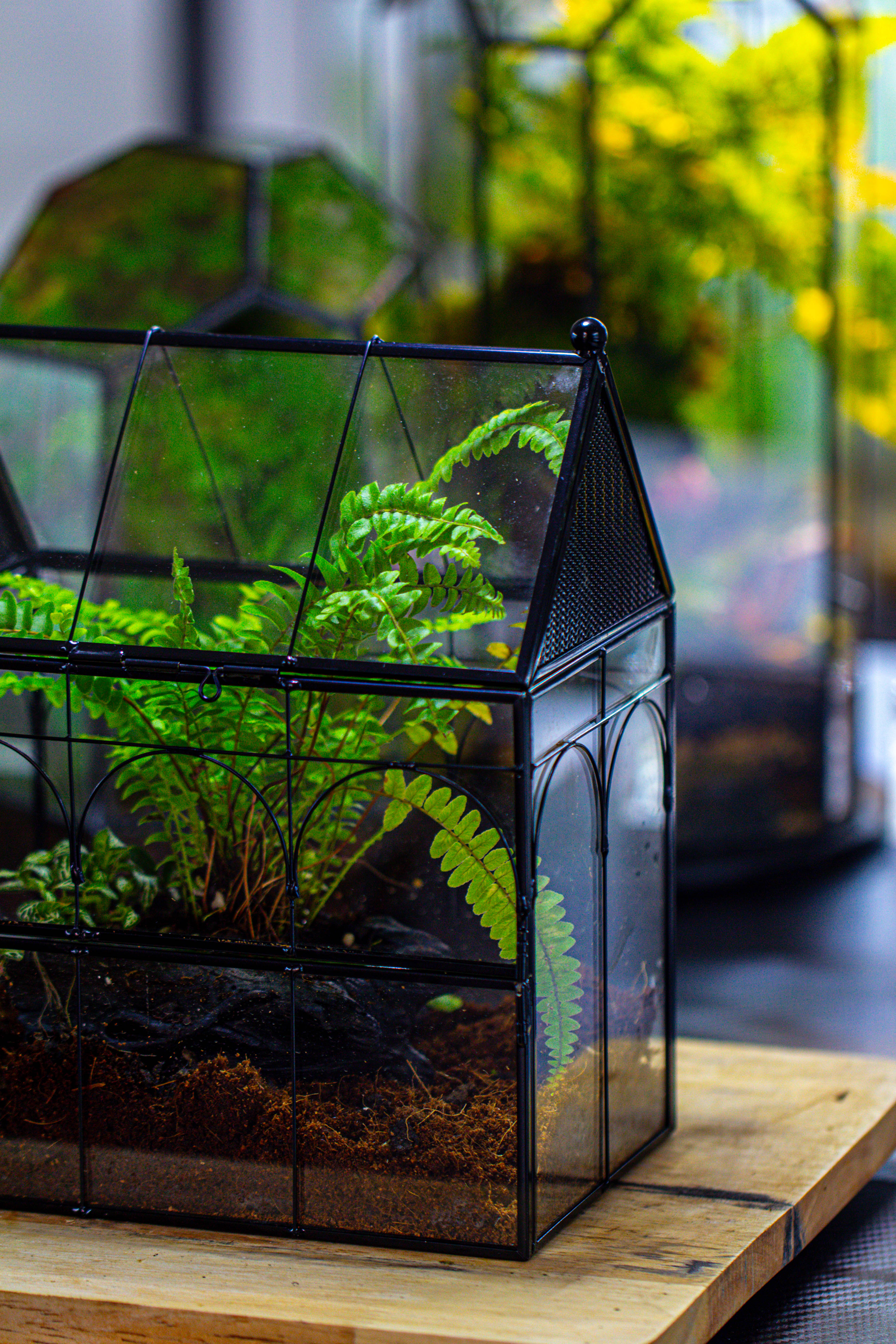NCYP Vintage House Shape Glass Geometric Terrarium, with side door, with Mesh / vent holes for small Insects Pet - NCYPgarden