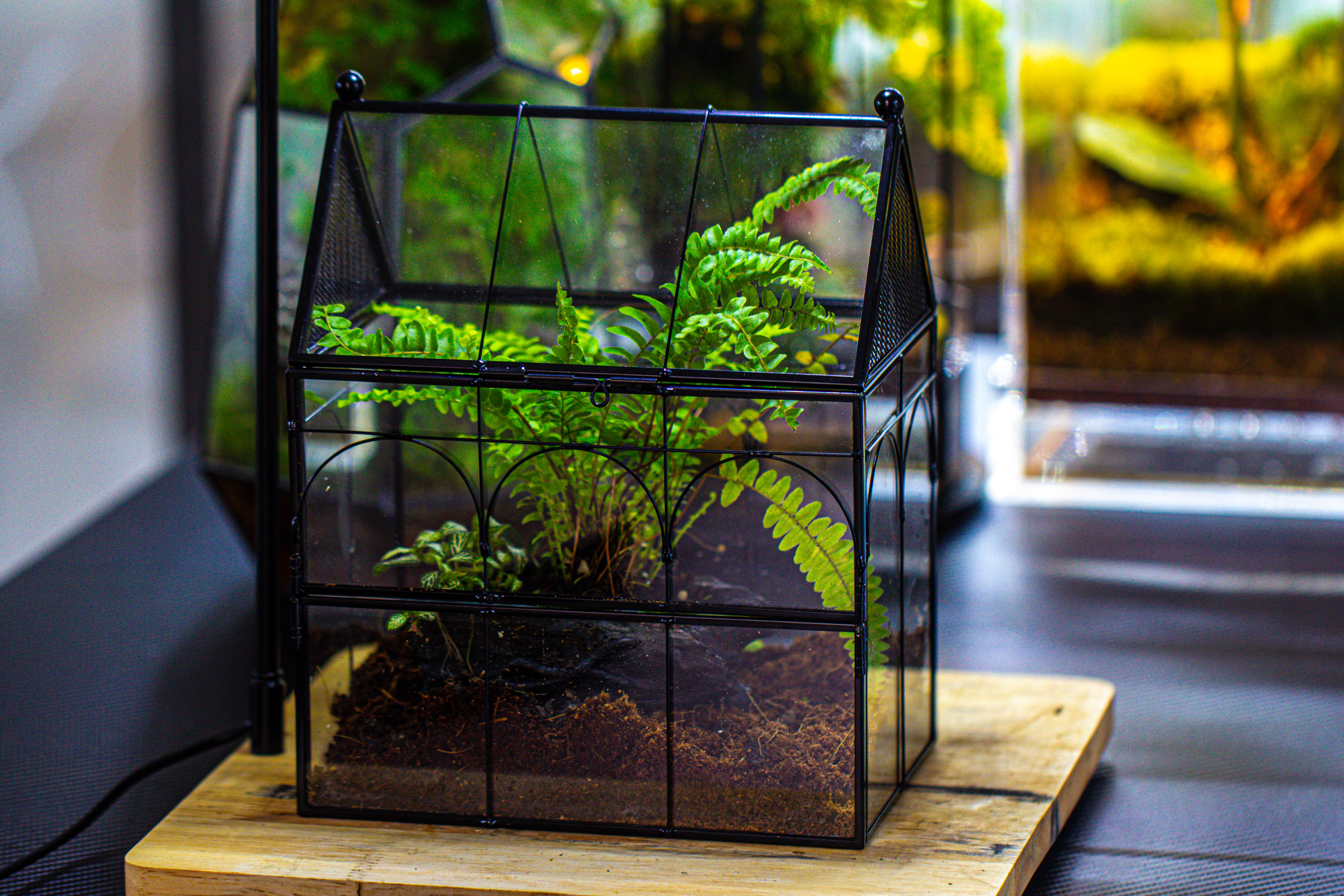 NCYP Vintage House Shape Glass Geometric Terrarium, with side door, with Mesh / vent holes for small Insects Pet - NCYPgarden