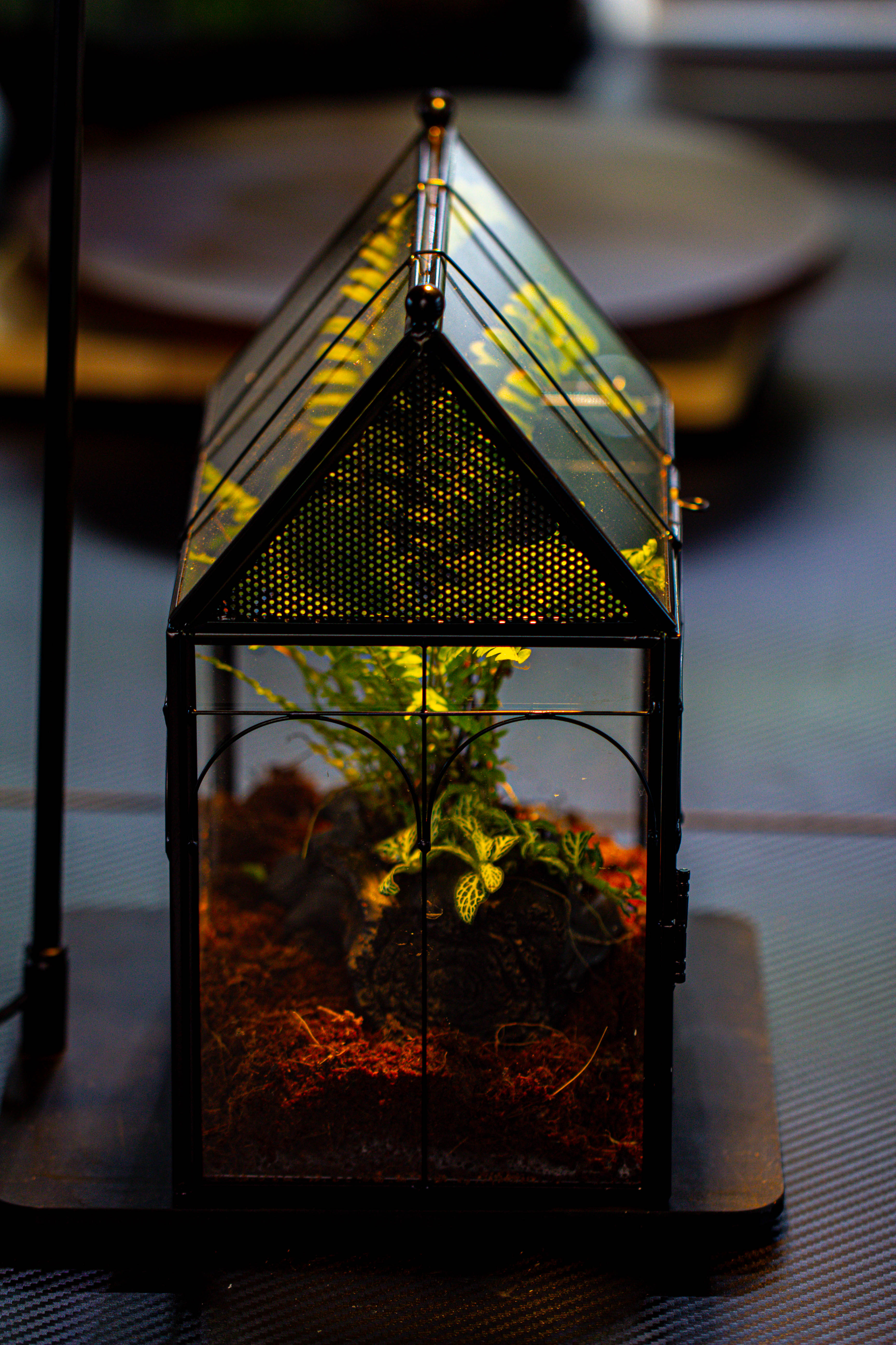 NCYP Vintage House Shape Glass Geometric Terrarium, with side door, with Mesh / vent holes for small Insects Pet - NCYPgarden