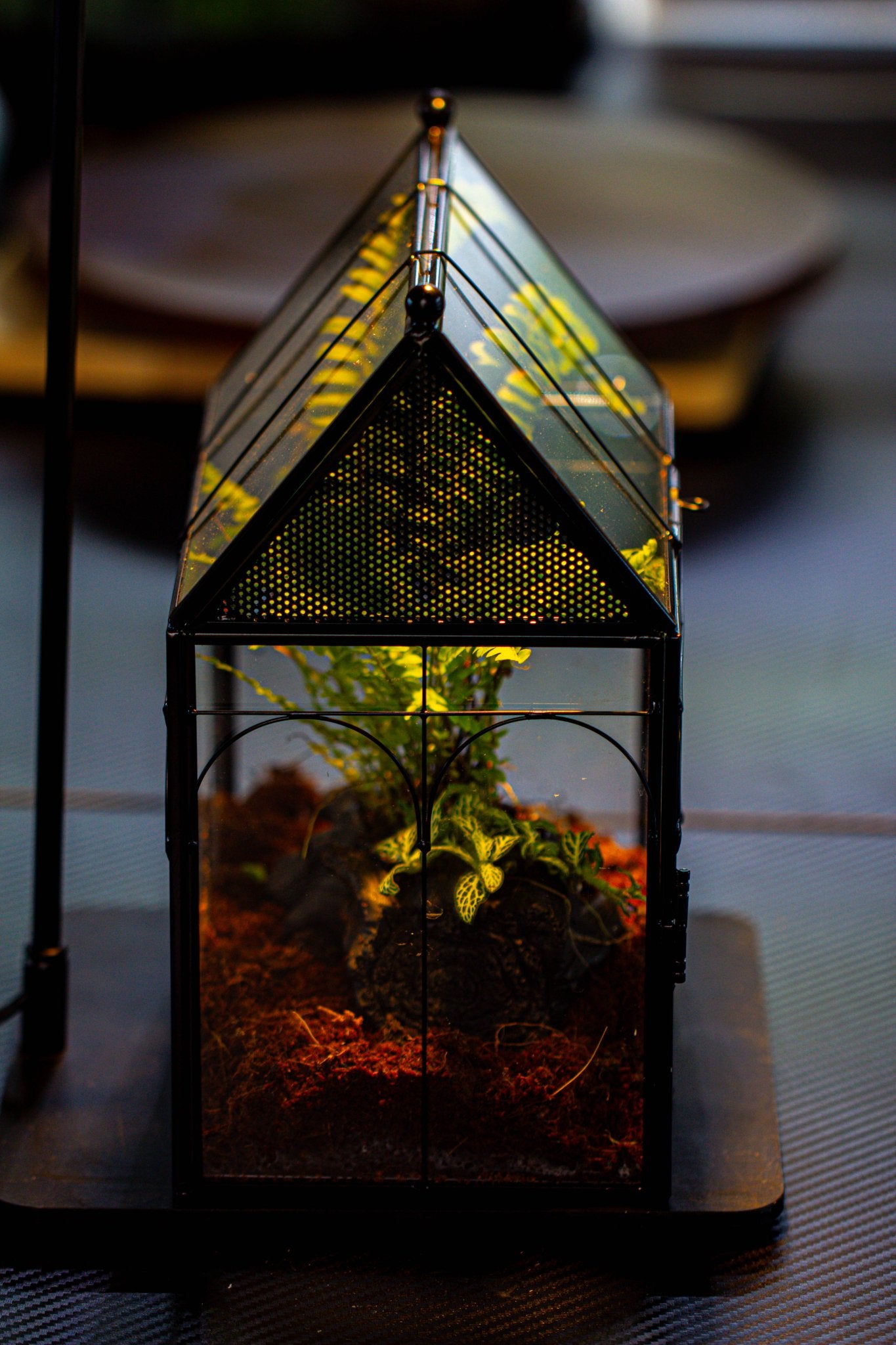 NCYP Vintage House Shape Glass Geometric Terrarium building set, with side door, with Mesh / vent holes for Insects Pet - NCYPgarden