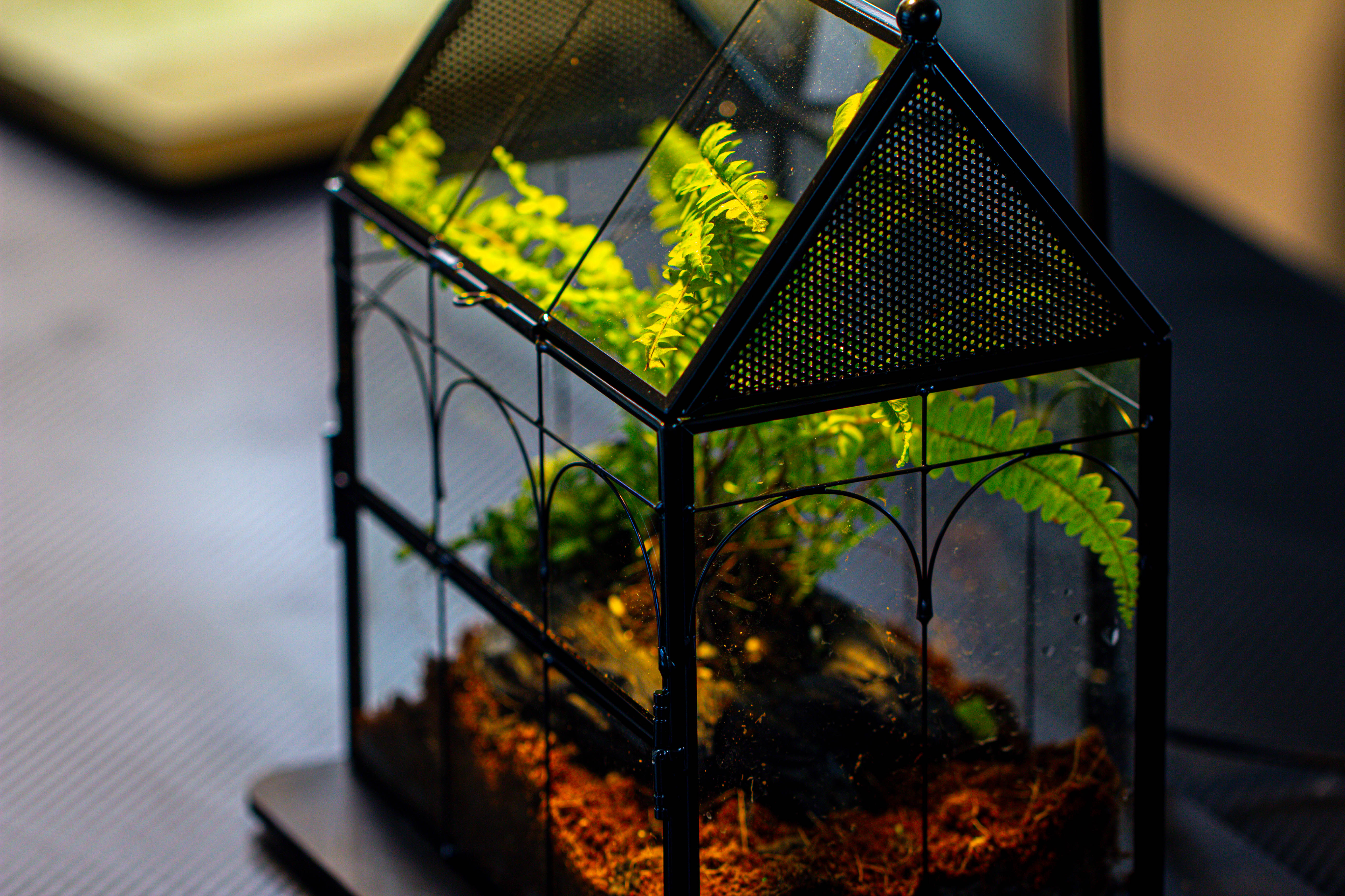 NCYP Vintage House Shape Glass Geometric Terrarium, with side door, with Mesh / vent holes for small Insects Pet - NCYPgarden