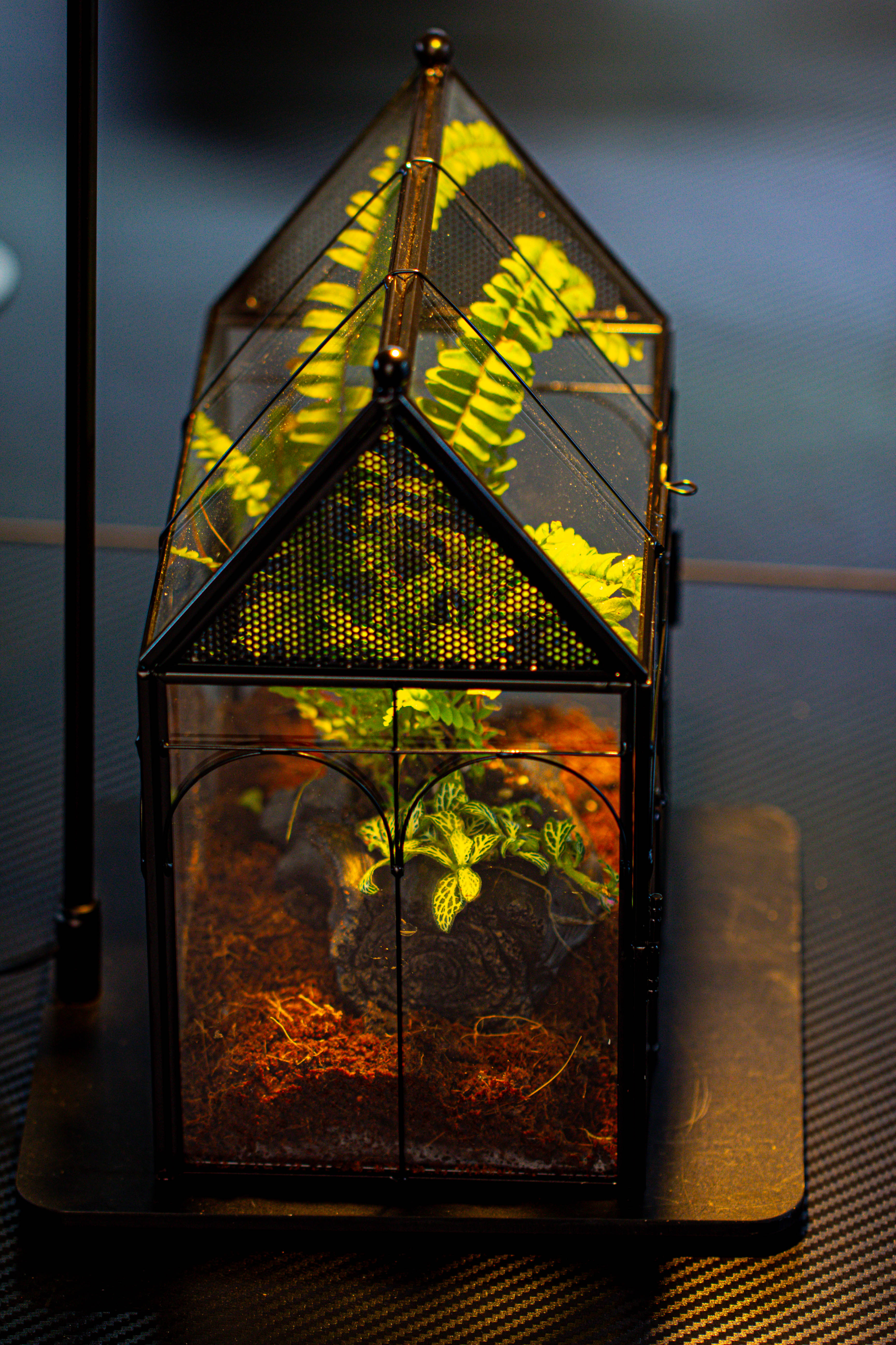 NCYP Vintage House Shape Glass Geometric Terrarium, with side door, with Mesh / vent holes for small Insects Pet - NCYPgarden