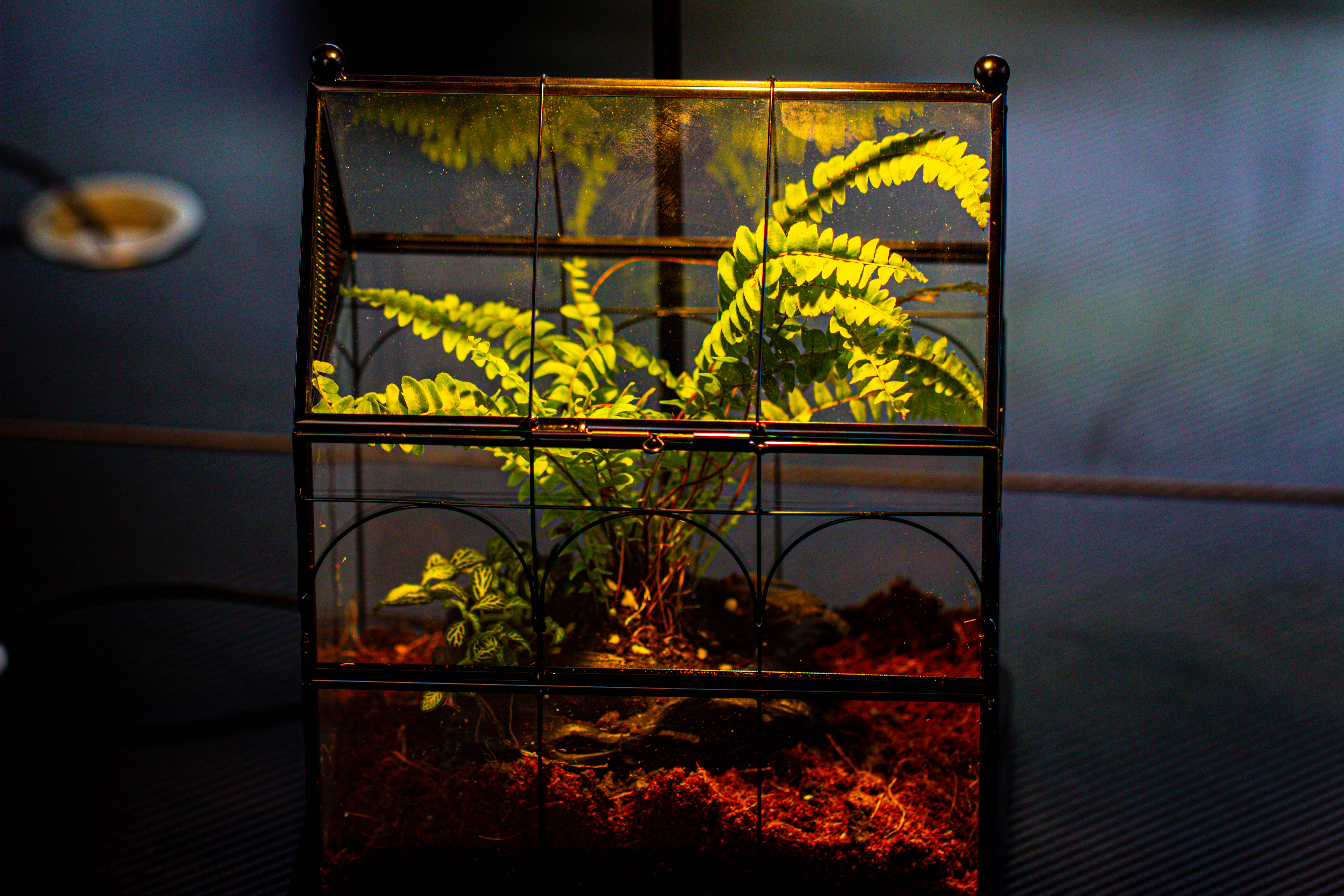NCYP Vintage House Shape Glass Geometric Terrarium, with side door, with Mesh / vent holes for small Insects Pet - NCYPgarden