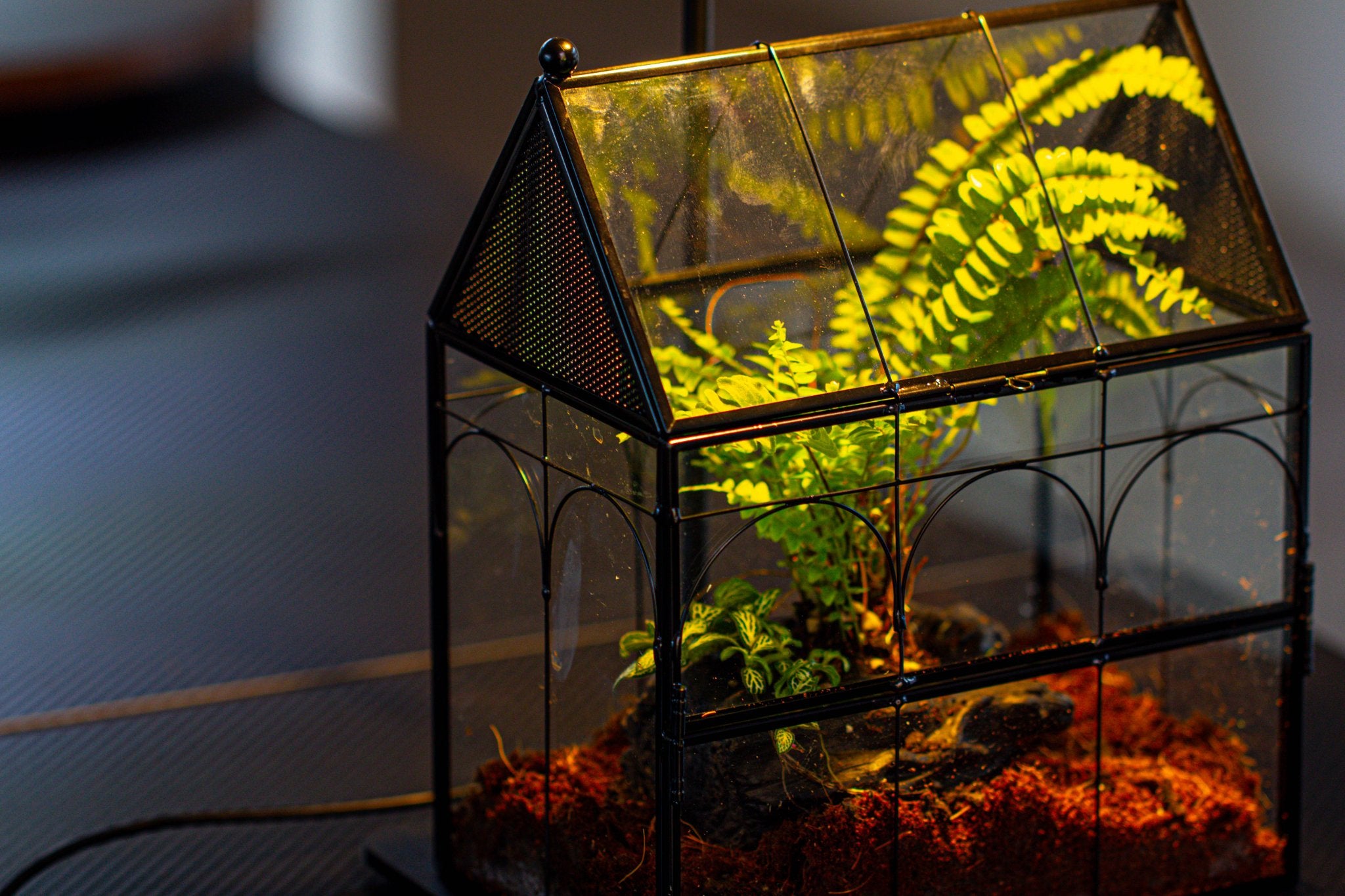 NCYP Vintage House Shape Glass Geometric Terrarium building set, with side door, with Mesh / vent holes for Insects Pet - NCYPgarden