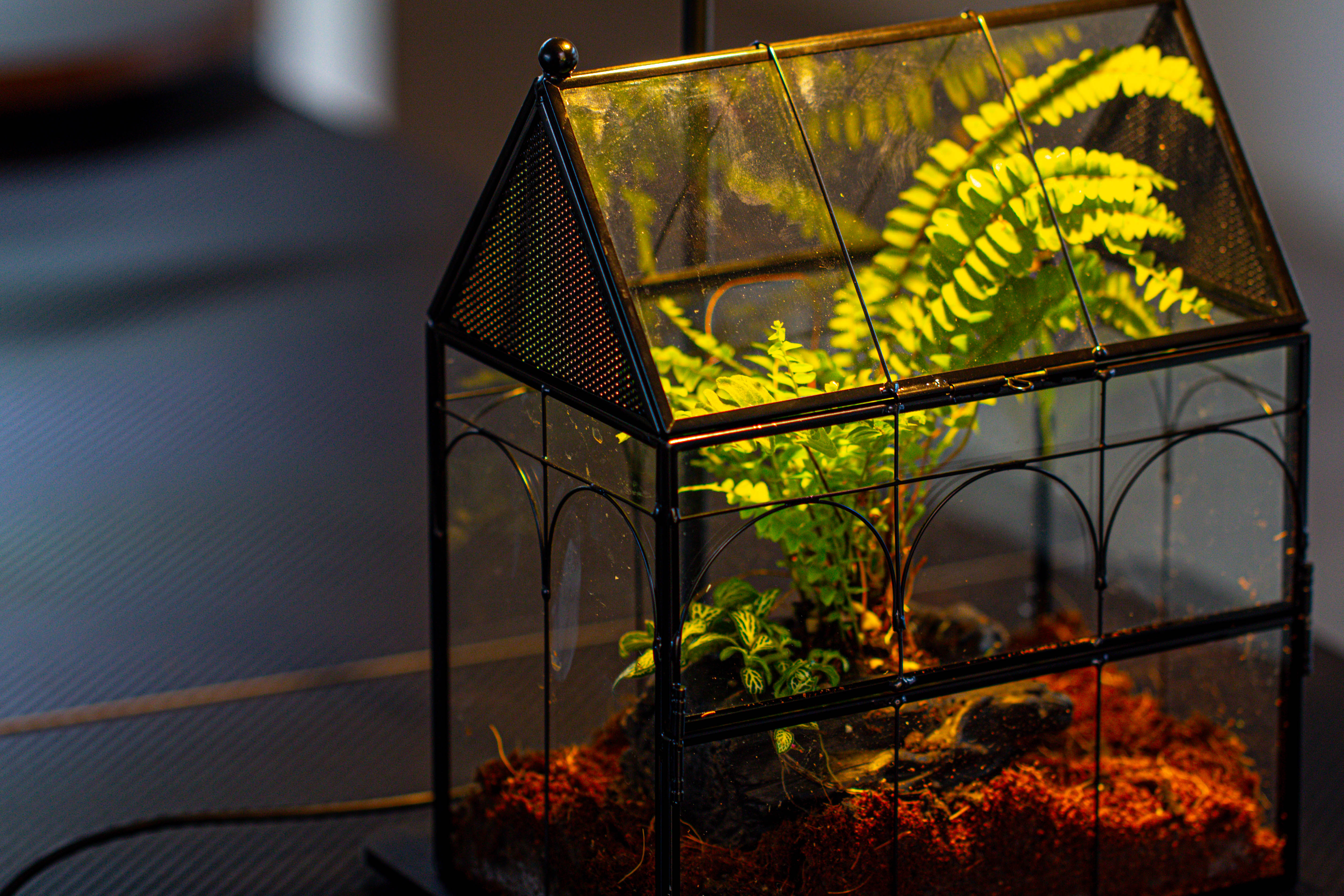 NCYP Vintage House Shape Glass Geometric Terrarium, with side door, with Mesh / vent holes for small Insects Pet - NCYPgarden