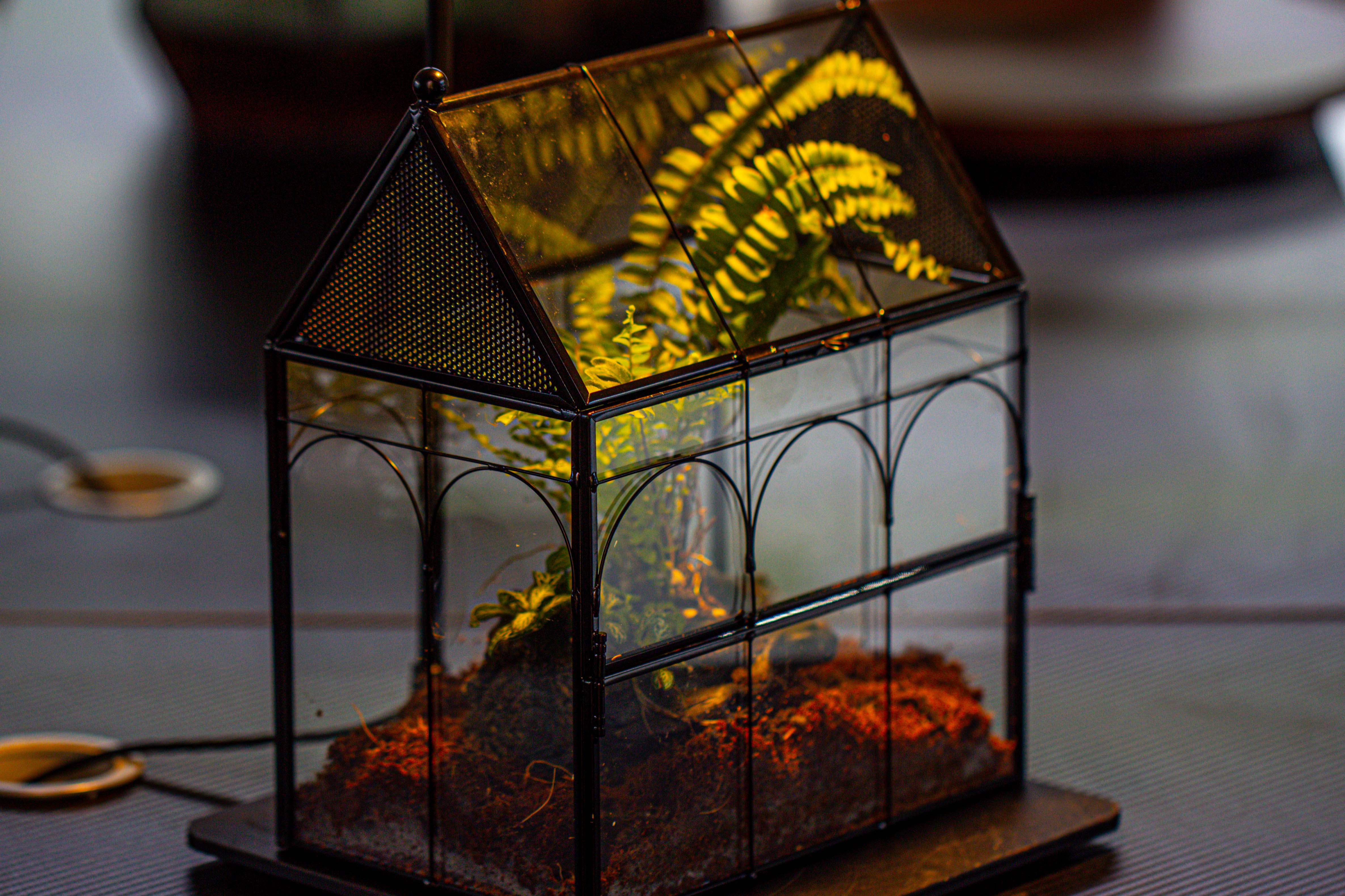 NCYP Vintage House Shape Glass Geometric Terrarium, with side door, with Mesh / vent holes for small Insects Pet - NCYPgarden