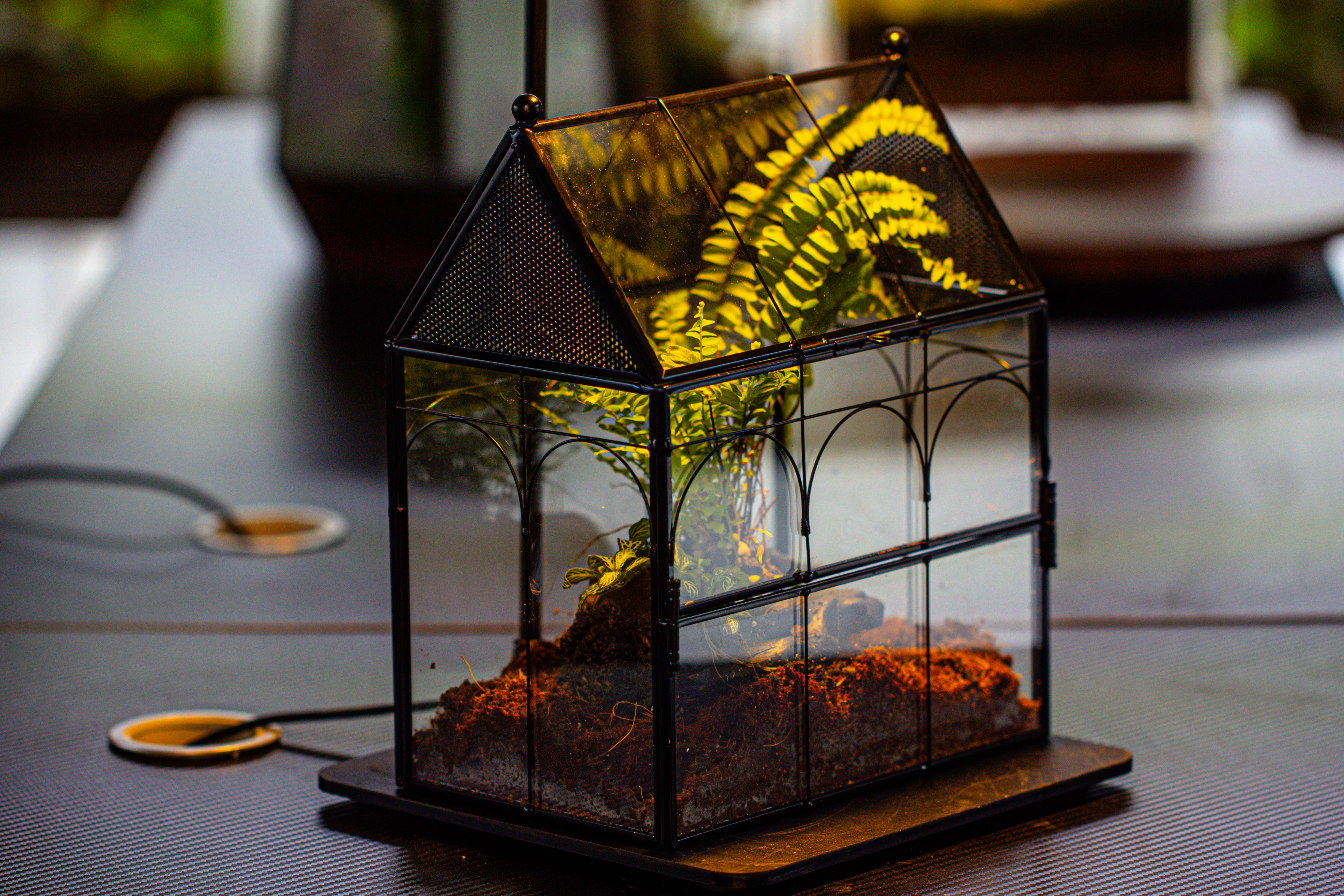 NCYP Vintage House Shape Glass Geometric Terrarium, with side door, with Mesh / vent holes for small Insects Pet - NCYPgarden