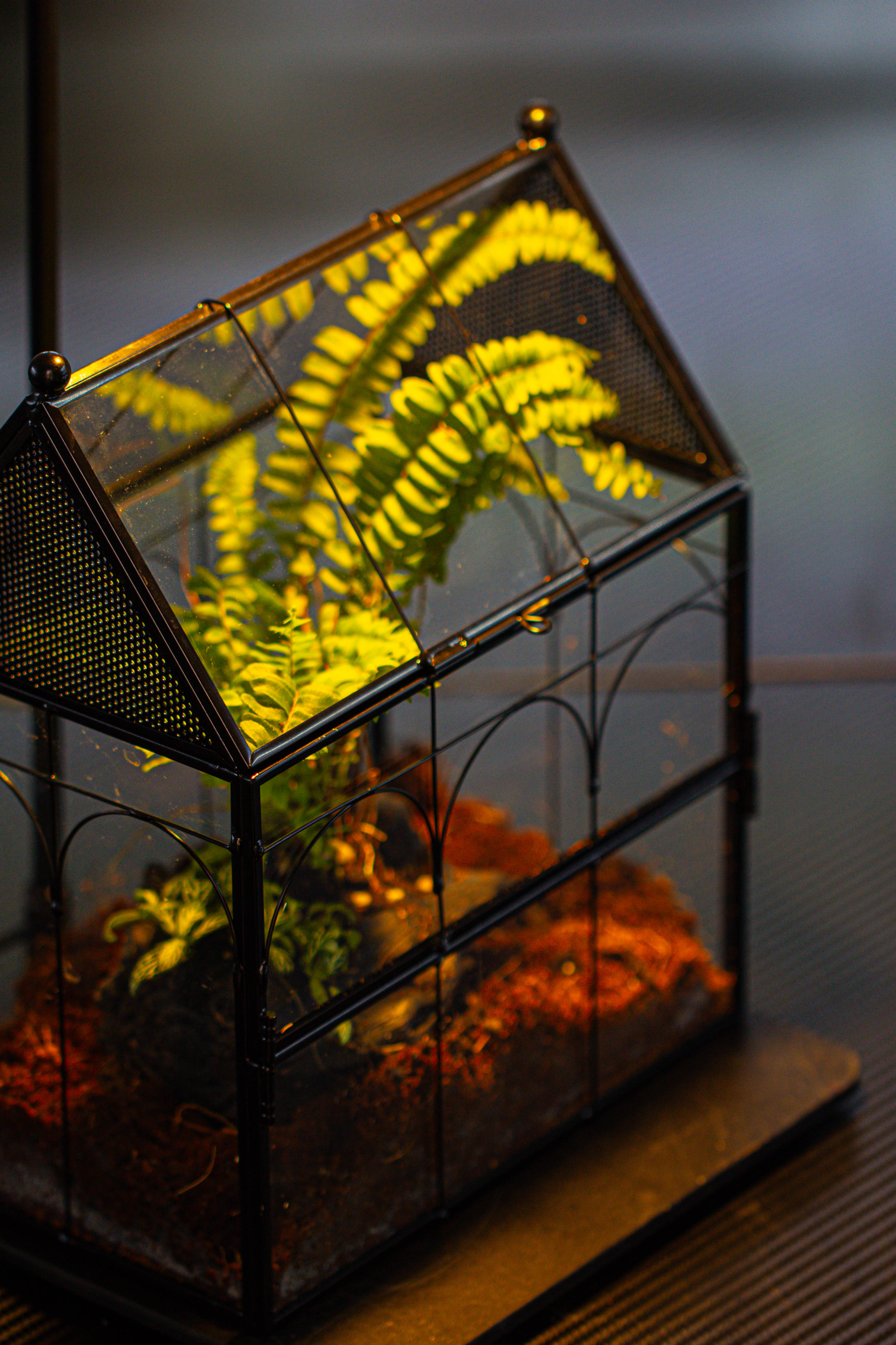 NCYP Vintage House Shape Glass Geometric Terrarium, with side door, with Mesh / vent holes for small Insects Pet building set - NCYPgarden