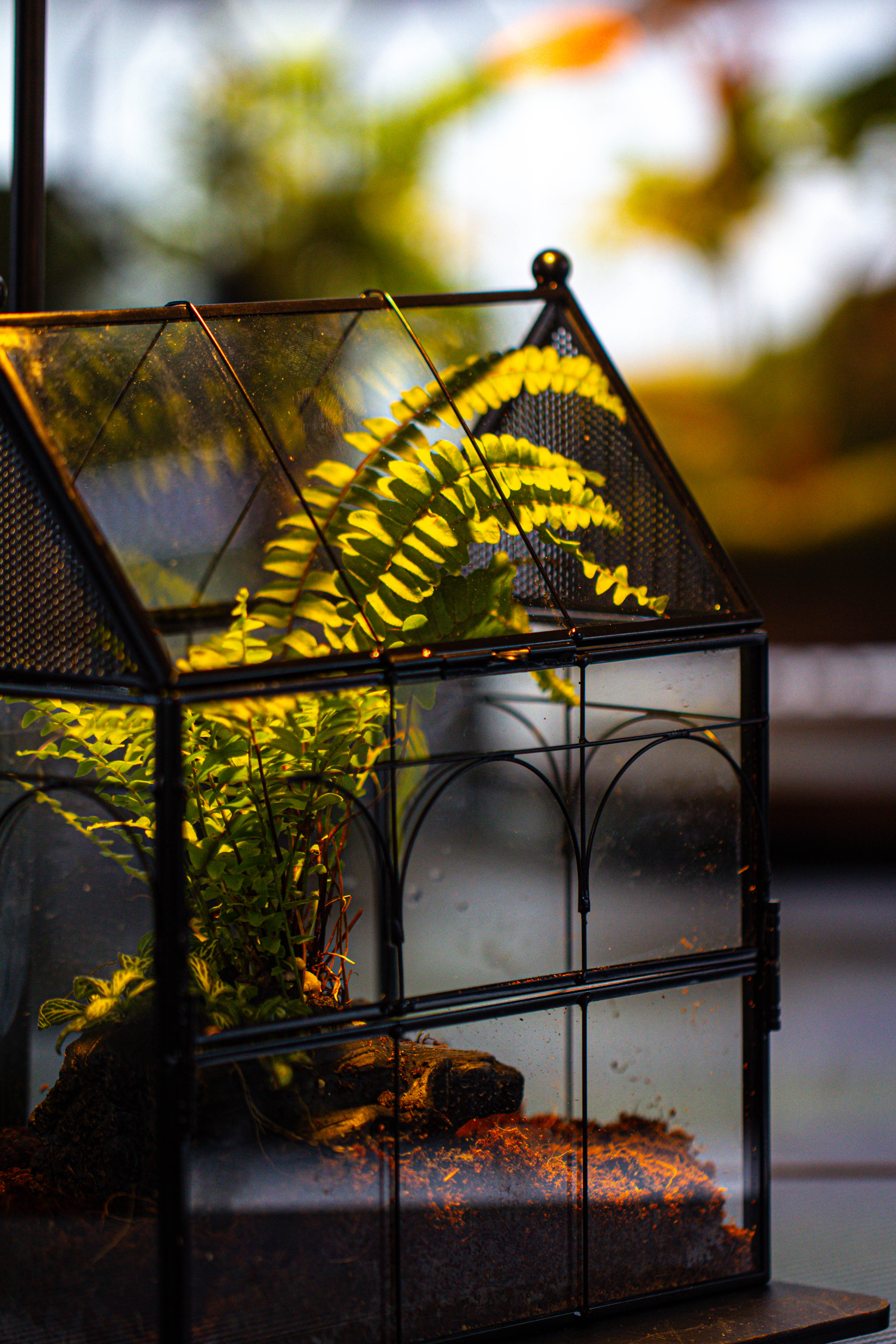 NCYP Vintage House Shape Glass Geometric Terrarium, with side door, with Mesh / vent holes for small Insects Pet building set - NCYPgarden