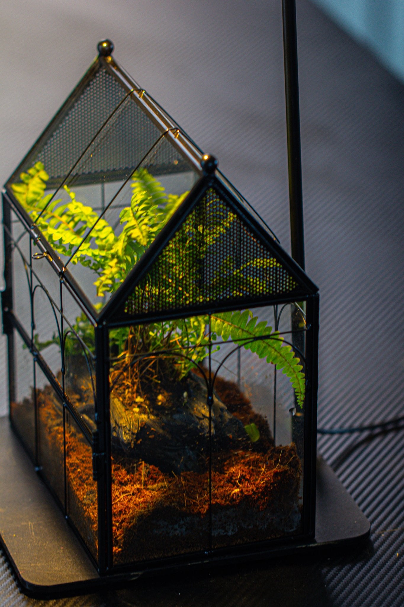 NCYP Vintage House Shape Glass Geometric Terrarium building set, with side door, with Mesh / vent holes for Insects Pet - NCYPgarden