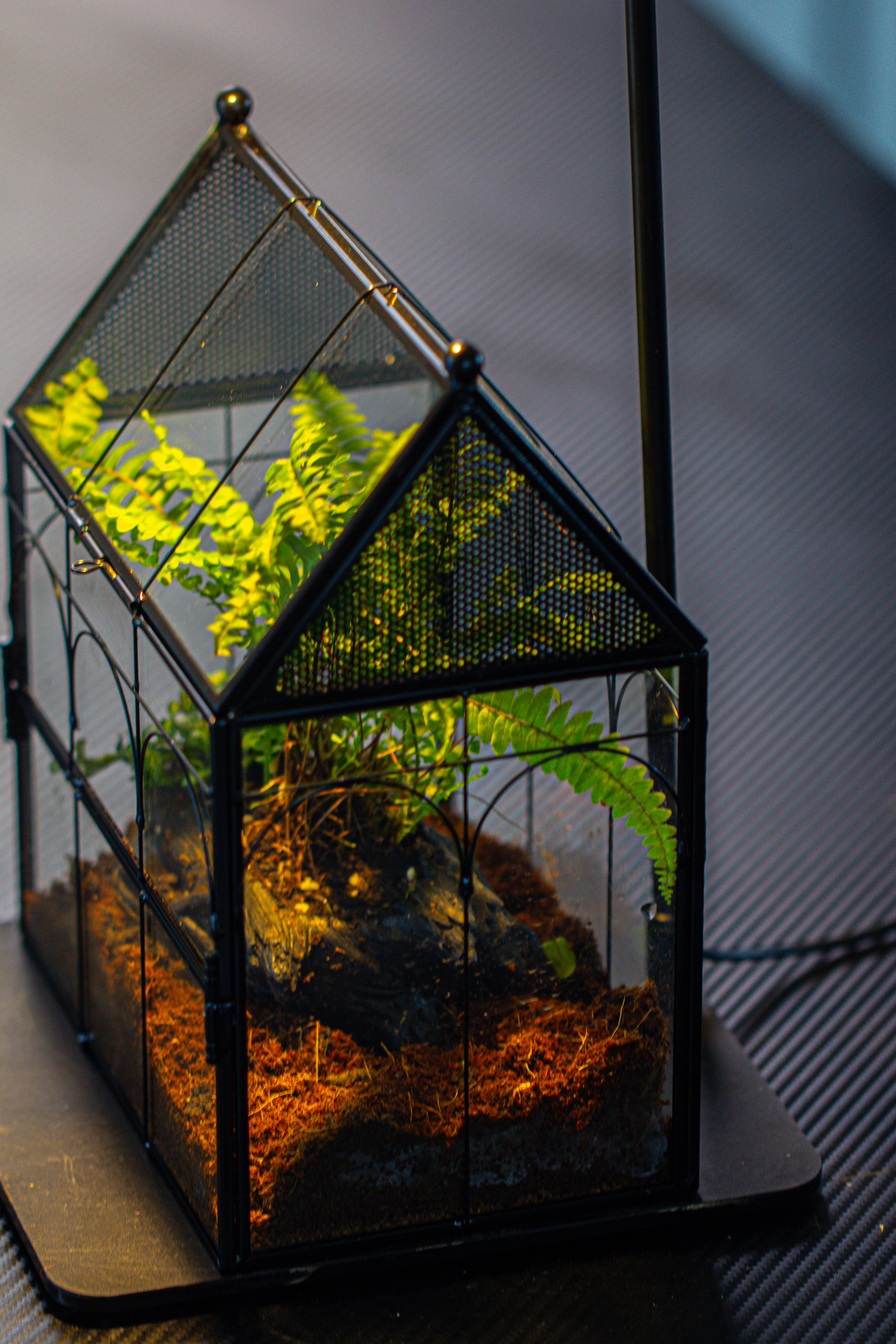 NCYP Vintage House Shape Glass Geometric Terrarium, with side door, with Mesh / vent holes for small Insects Pet - NCYPgarden
