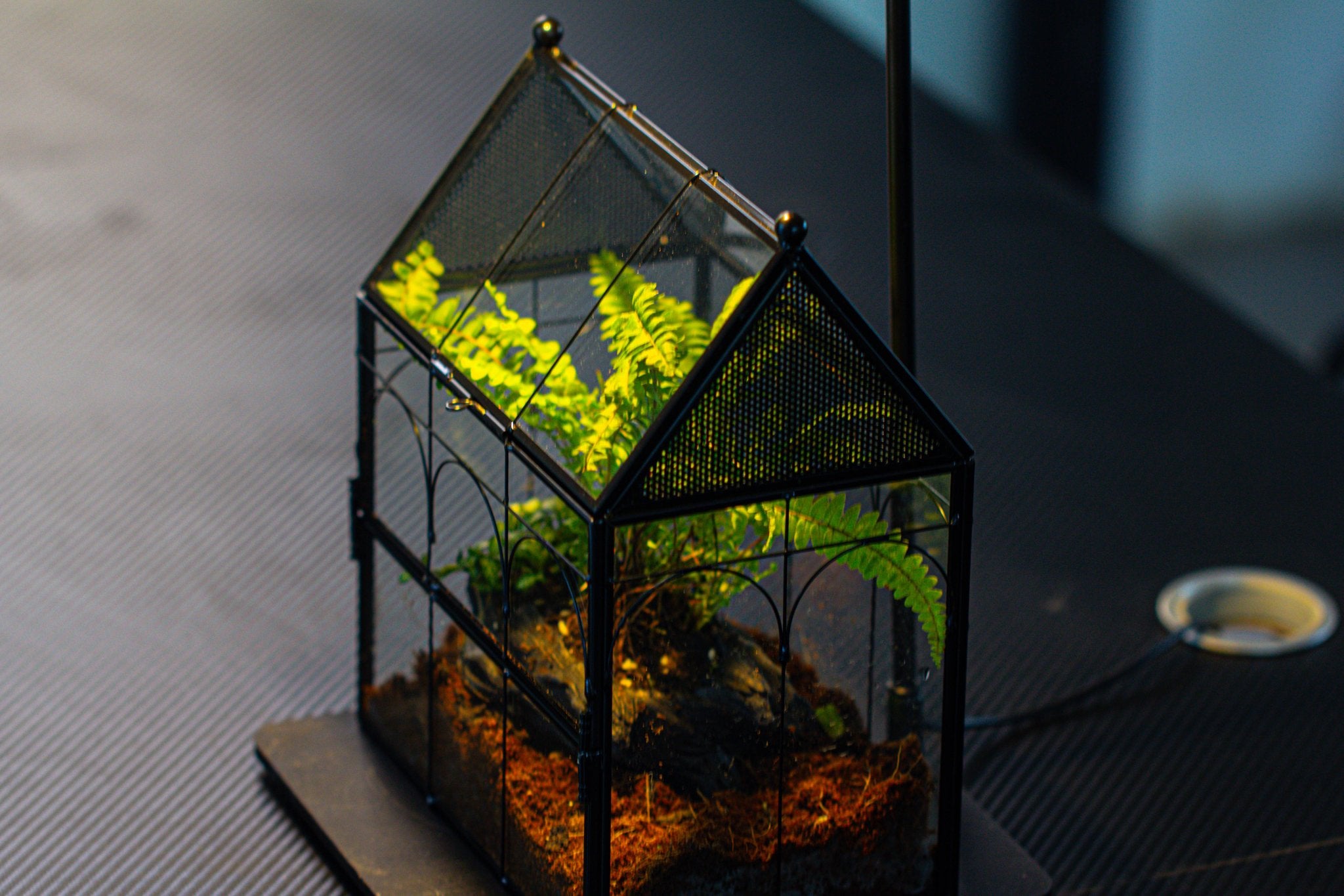 NCYP Vintage House Shape Glass Geometric Terrarium building set, with side door, with Mesh / vent holes for Insects Pet - NCYPgarden