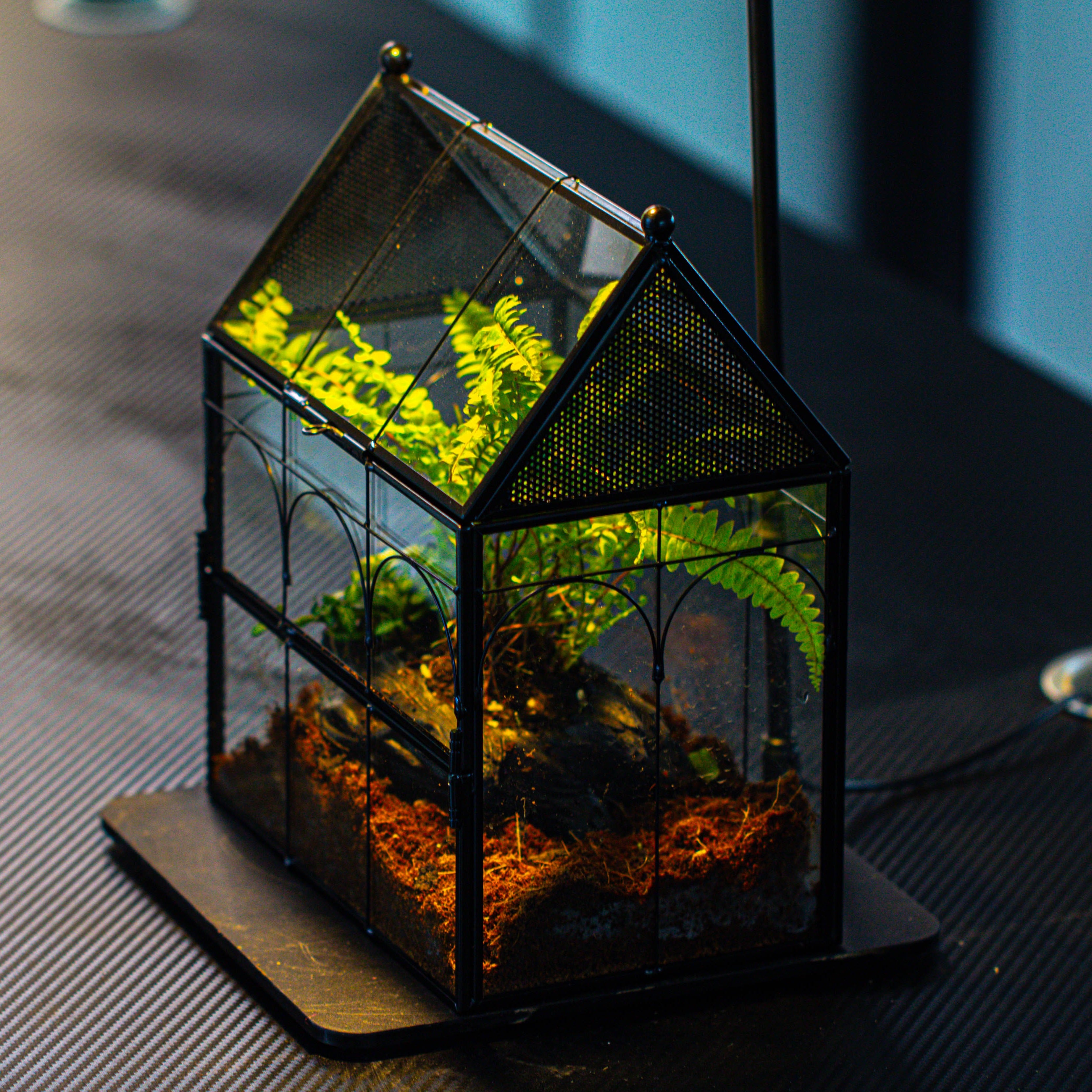 NCYP Vintage House Shape Glass Geometric Terrarium, with side door, with Mesh / vent holes for small Insects Pet - NCYPgarden