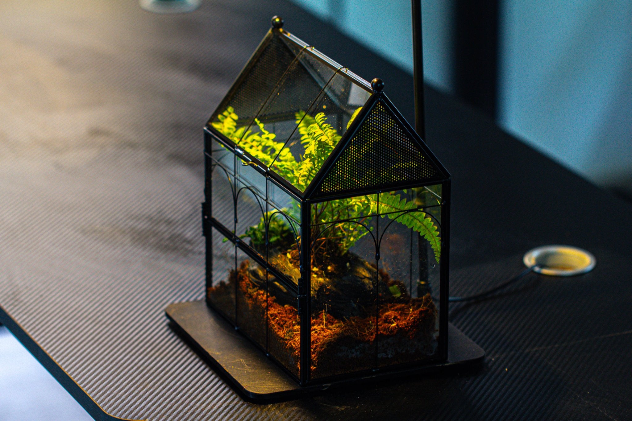 NCYP Vintage House Shape Glass Geometric Terrarium building set, with side door, with Mesh / vent holes for Insects Pet - NCYPgarden