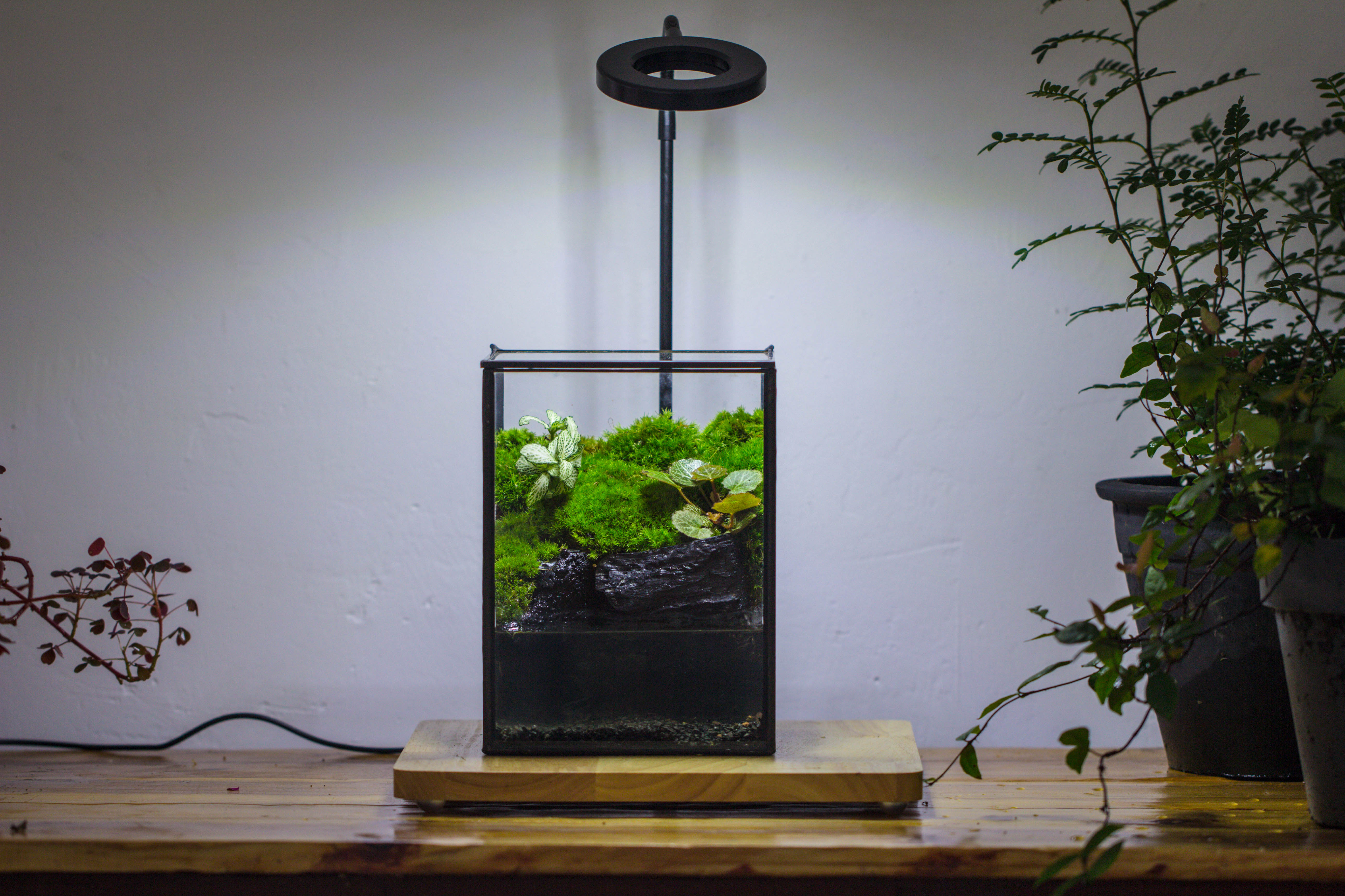 NCYP Watertight Close Geometric Glass Tin Terrarium, for small waterpond, moss landscape, Live Miniature, water pond, miniature - NCYPgarden