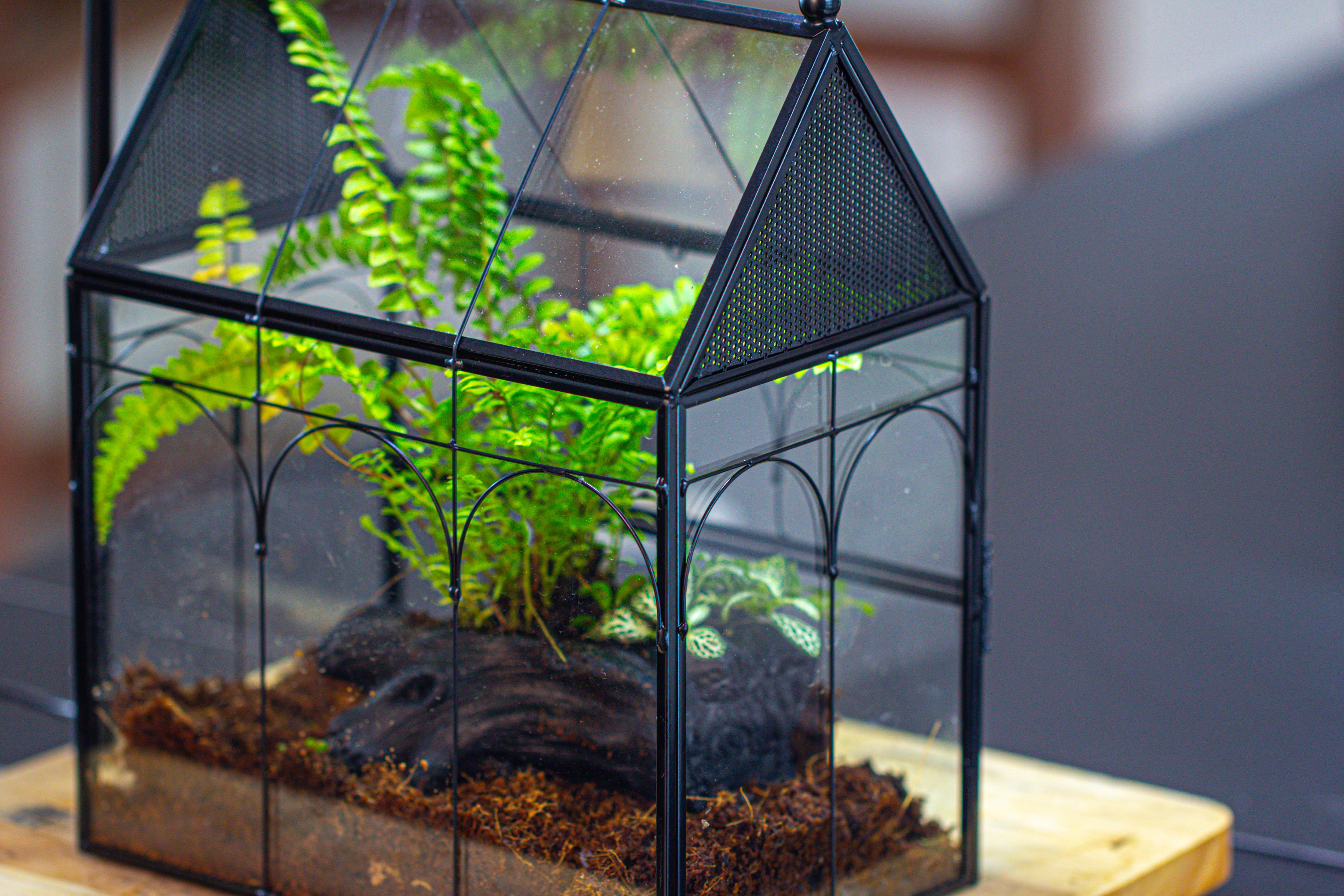 NCYP Vintage House Shape Glass Geometric Terrarium, with side door, with Mesh / vent holes for small Insects Pet - NCYPgarden