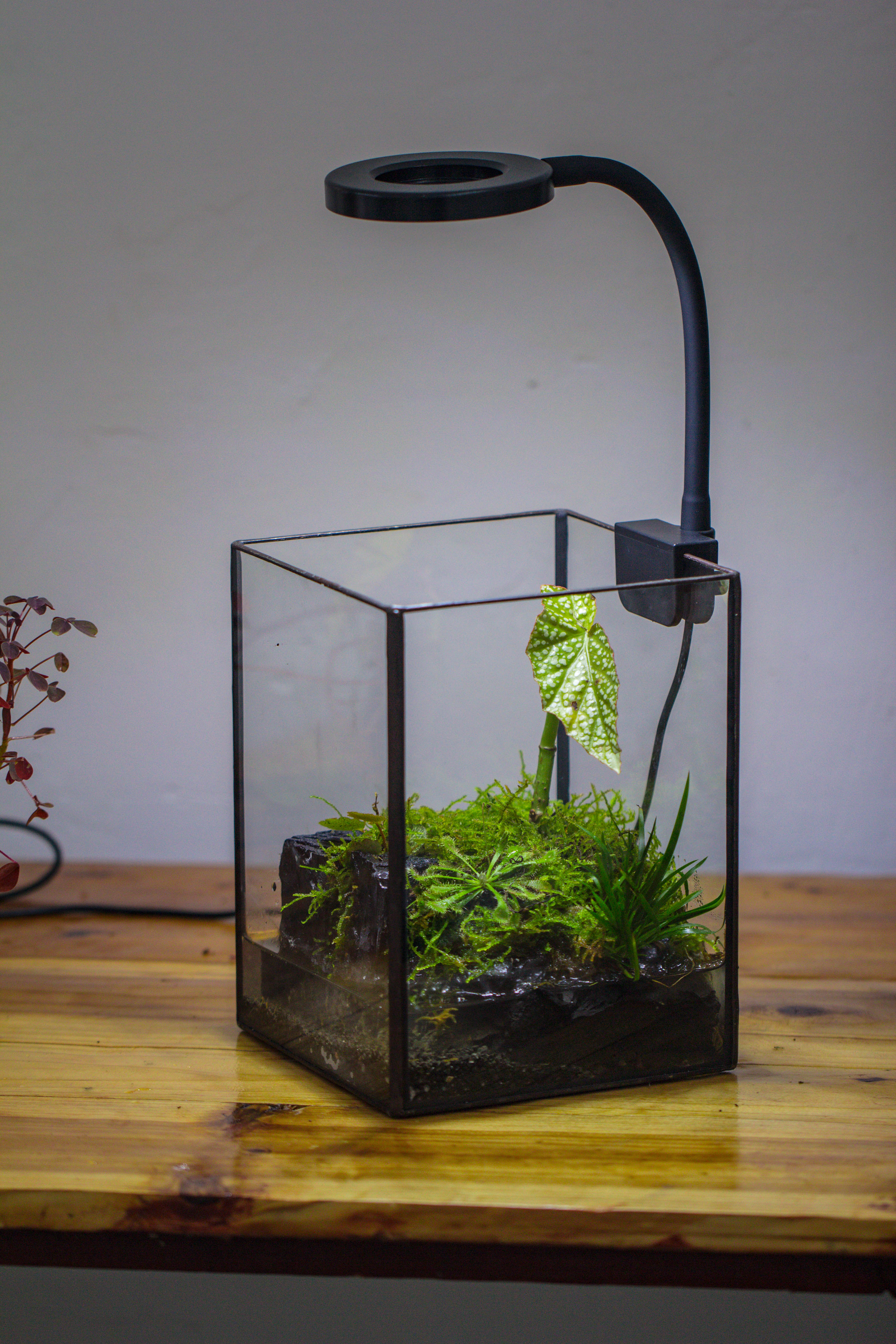 NCYP Watertight Open Geometric Glass Tin Terrarium, for small waterpond, Bog, moss landscape, Water pond, Carnivorous Plants - NCYPgarden