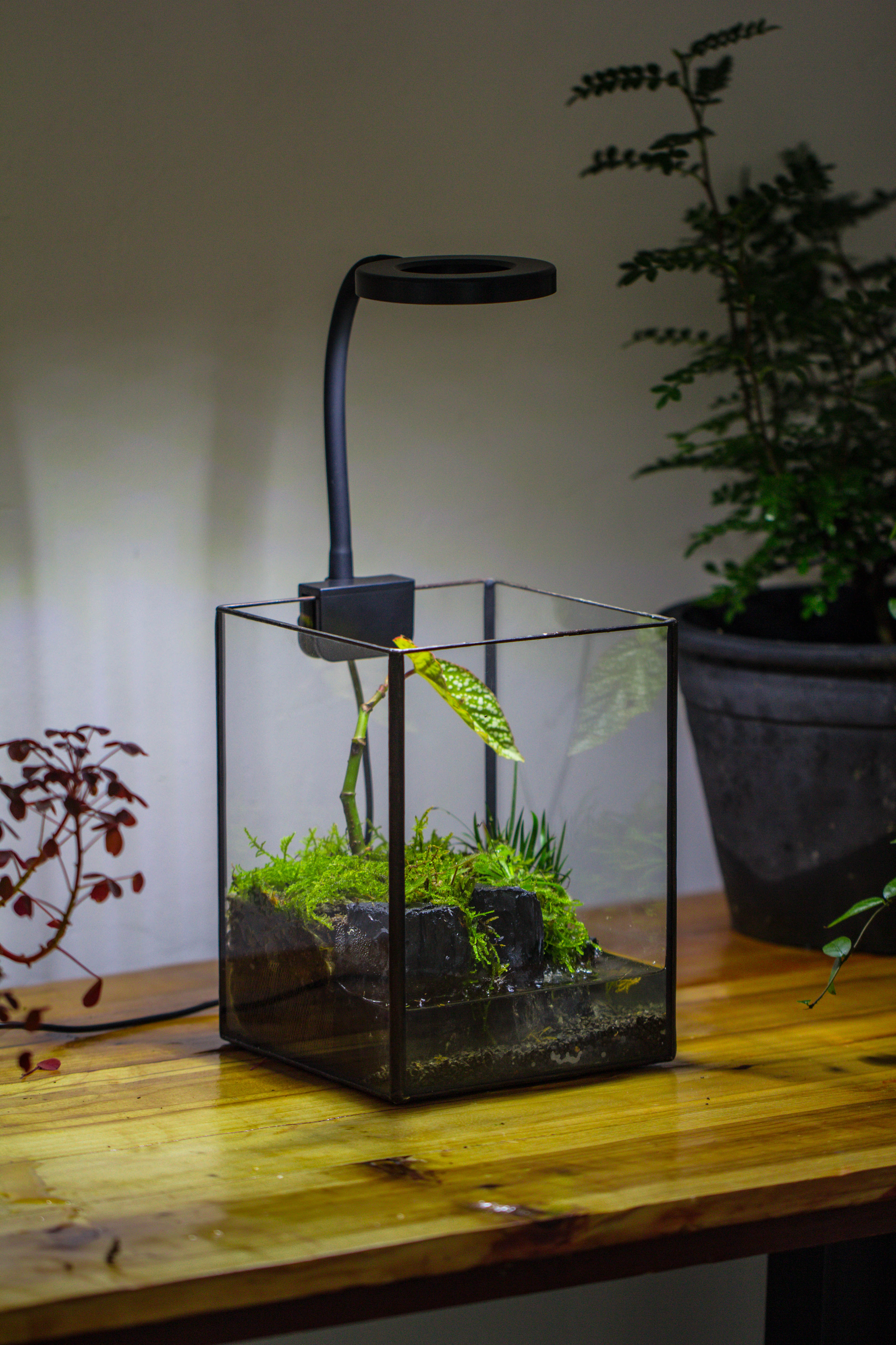 NCYP Watertight Open Geometric Glass Tin Terrarium, for small waterpond, Bog, moss landscape, Water pond, Carnivorous Plants - NCYPgarden