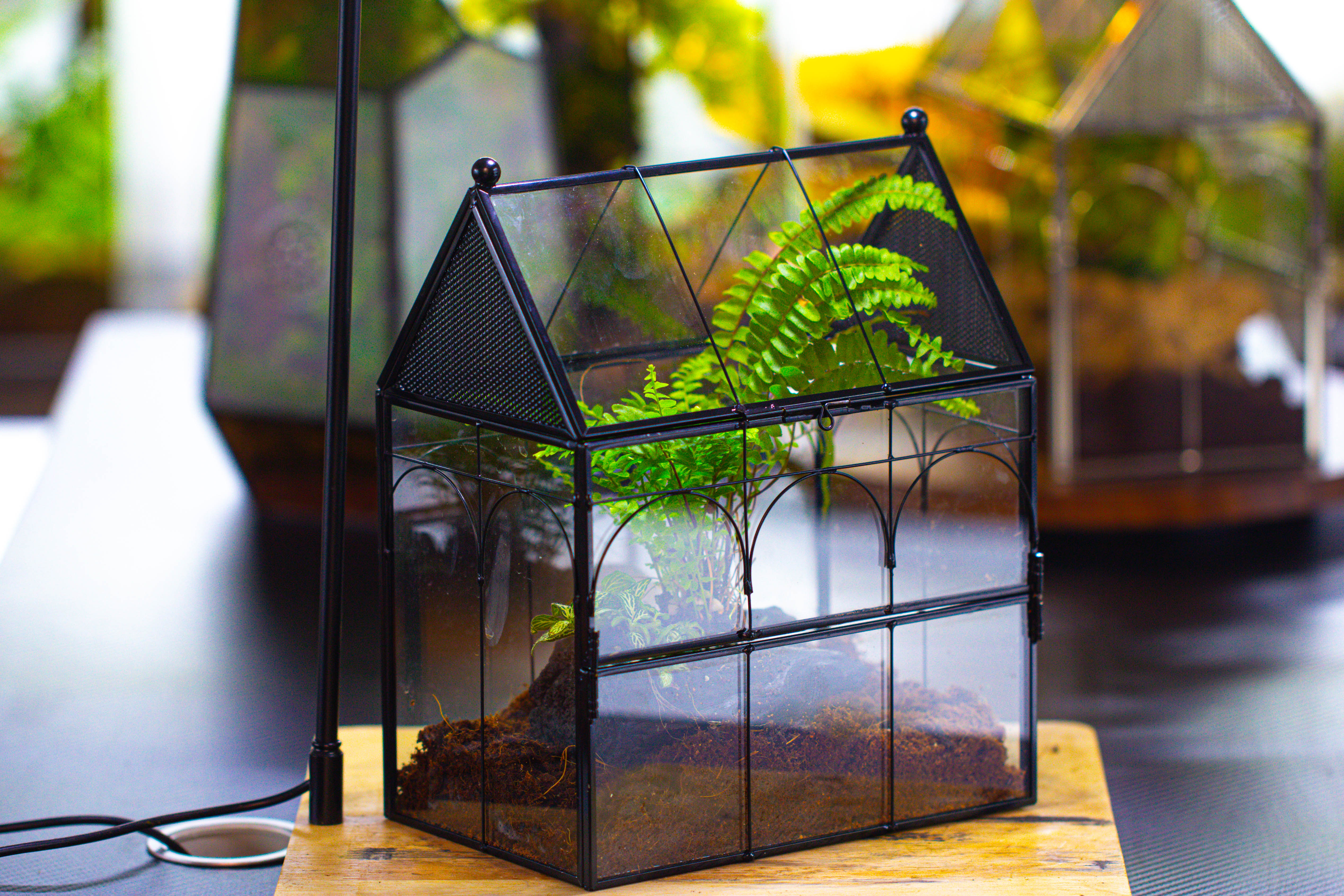 NCYP Vintage House Shape Glass Geometric Terrarium, with side door, with Mesh / vent holes for small Insects Pet building set - NCYPgarden