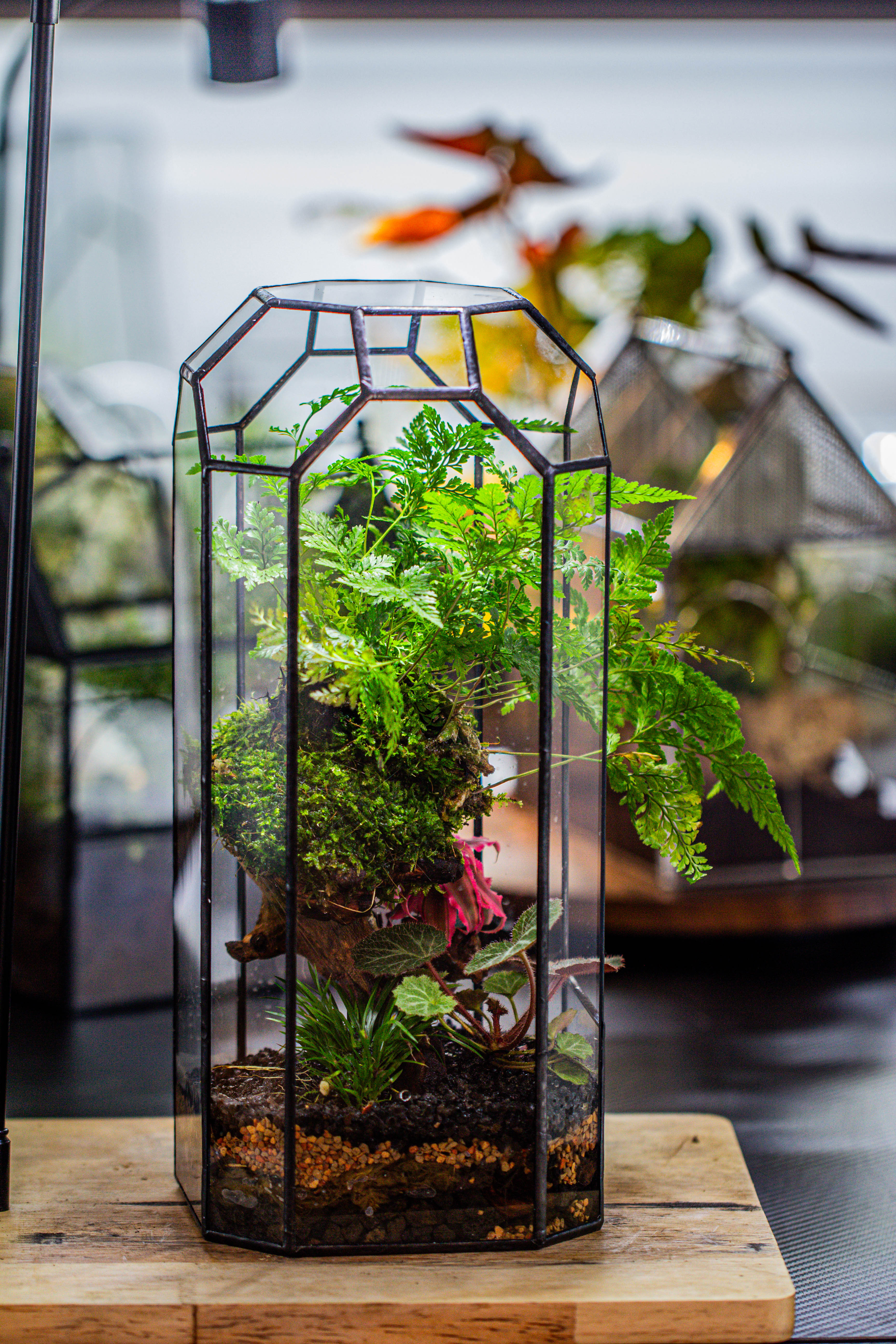 Vintage Tall Octagon Geometric Tin Glass Terrarium , 12.6" , open, suitable for tall plants, orchid, small begonia Pitcher, Micro landscape - NCYPgarden