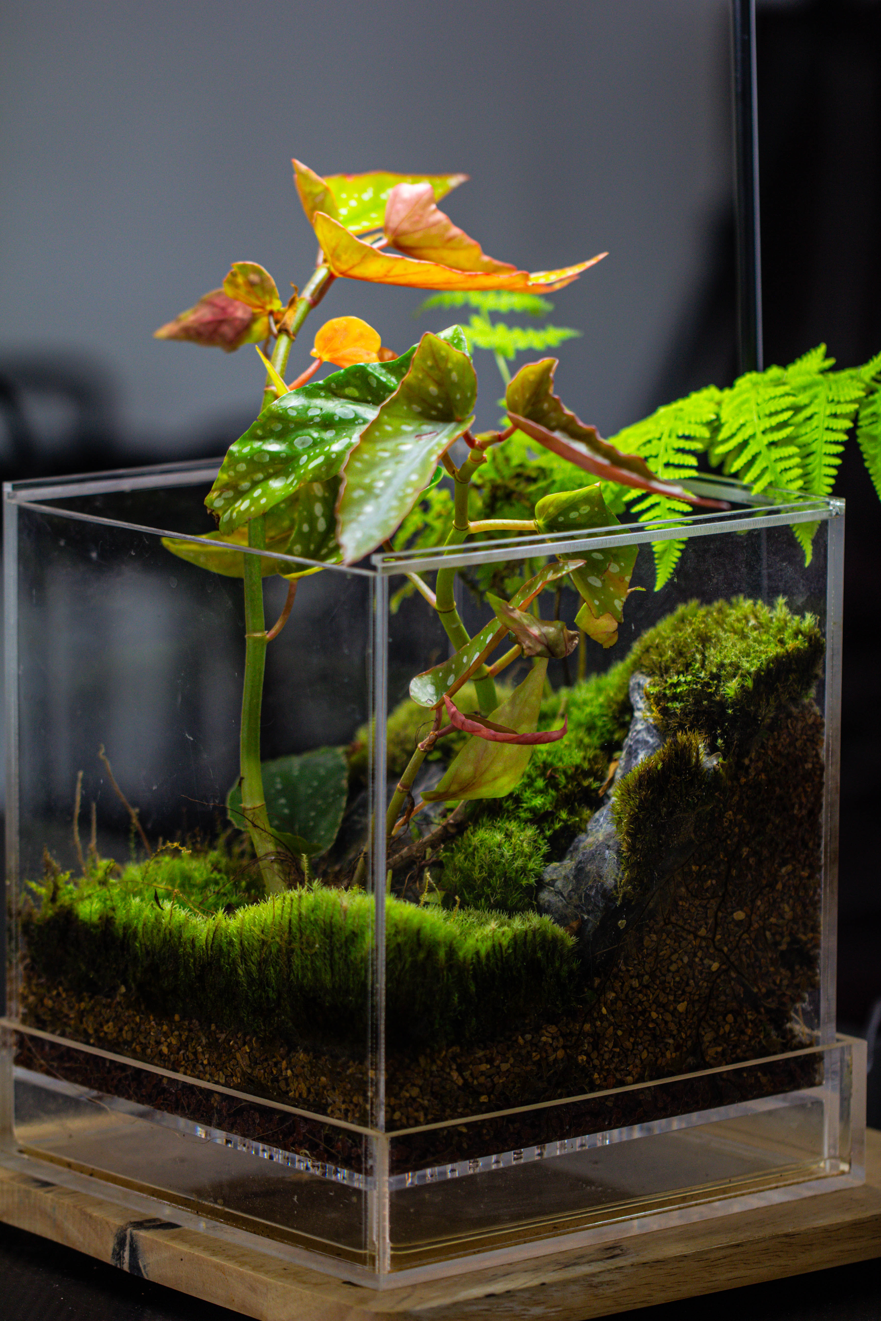 NCYP Acrylic Close terrarium with drainage bottom, suits for Fly Trap, Pitcher Plants, Moss Ball, Nursery, Small tropical Plants - NCYPgarden