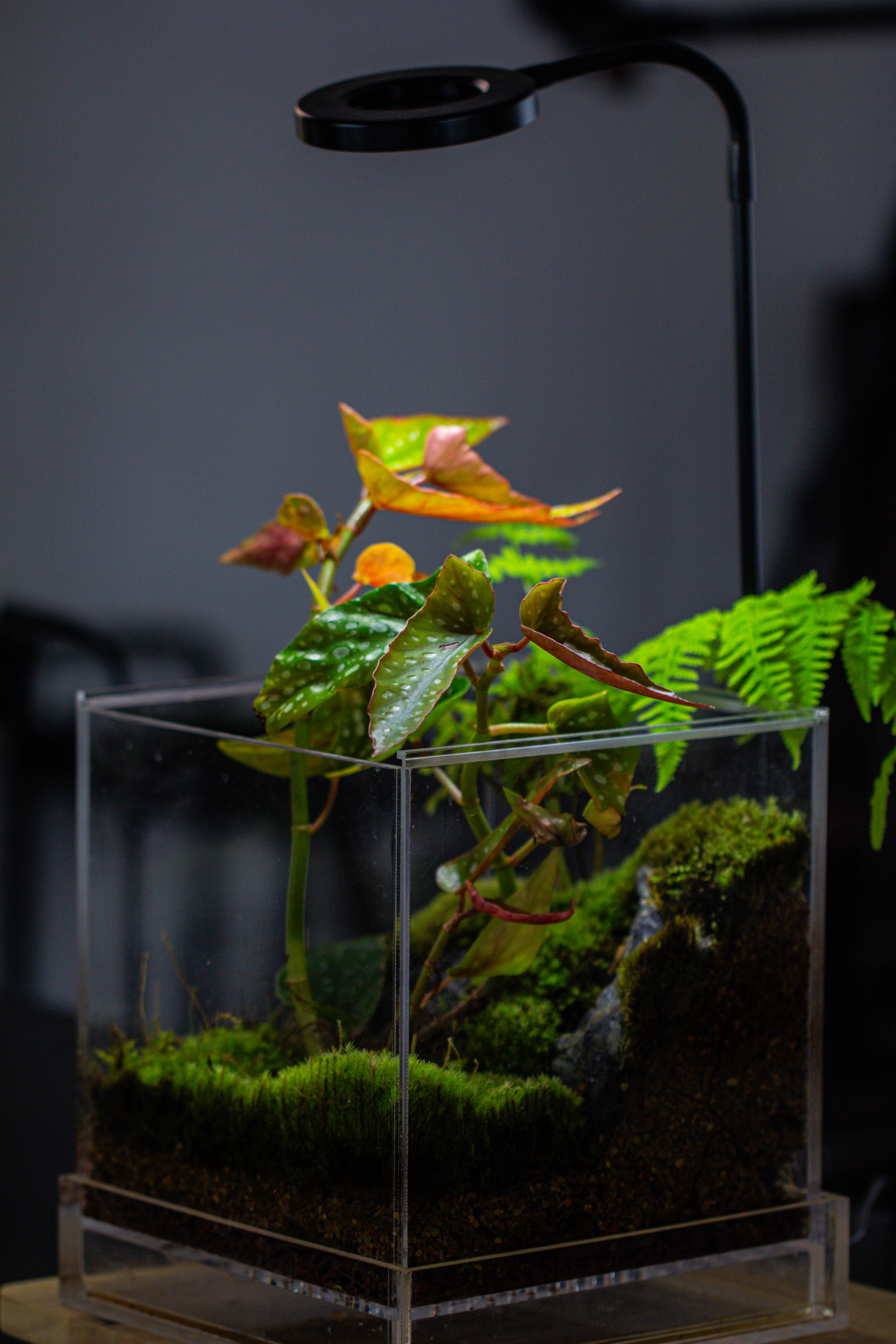 NCYP Acrylic Close terrarium with drainage bottom, suits for Fly Trap, Pitcher Plants, Moss Ball, Nursery, Small tropical Plants - NCYPgarden