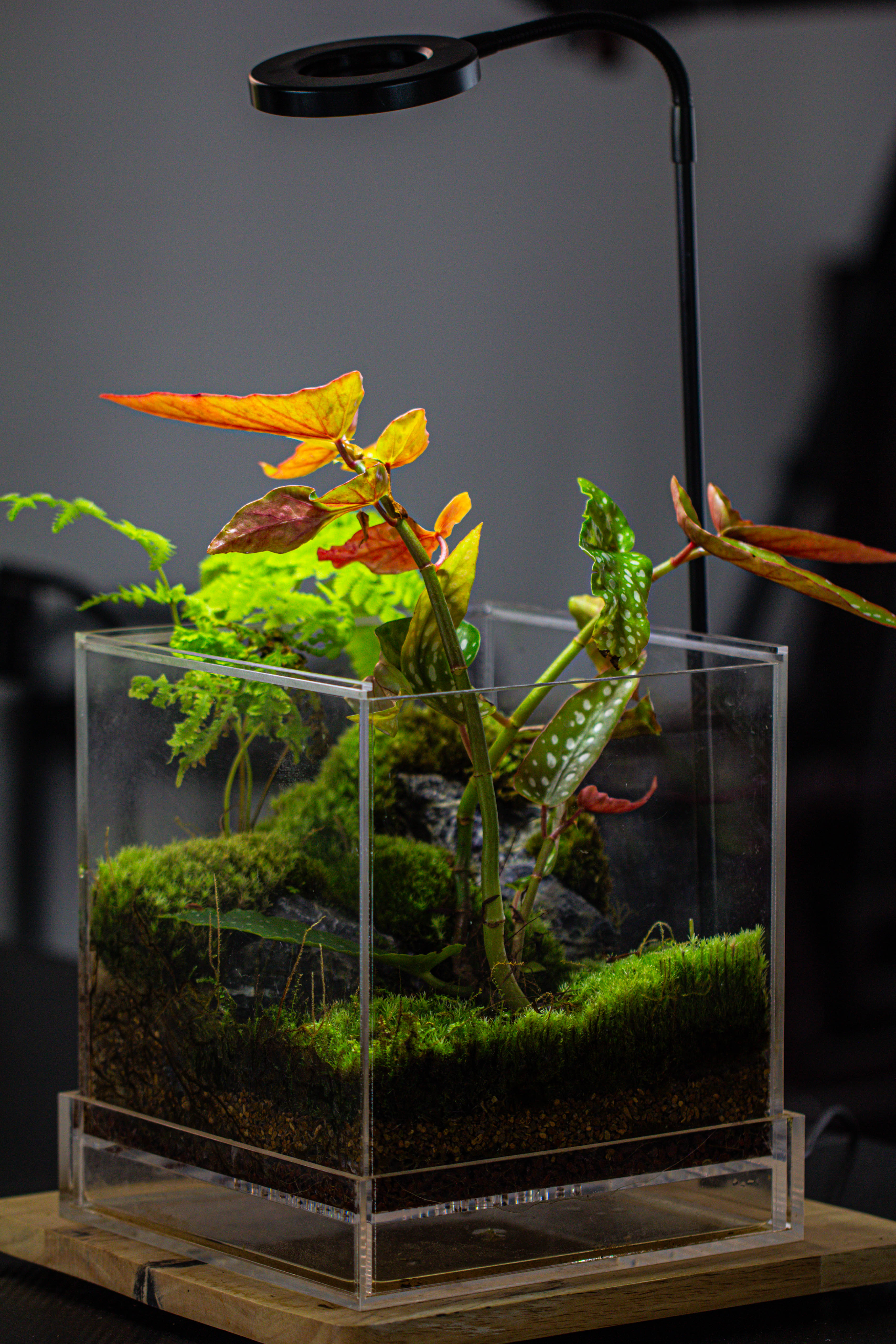 NCYP Acrylic Close terrarium with drainage bottom, suits for Fly Trap, Pitcher Plants, Moss Ball, Nursery, Small tropical Plants - NCYPgarden