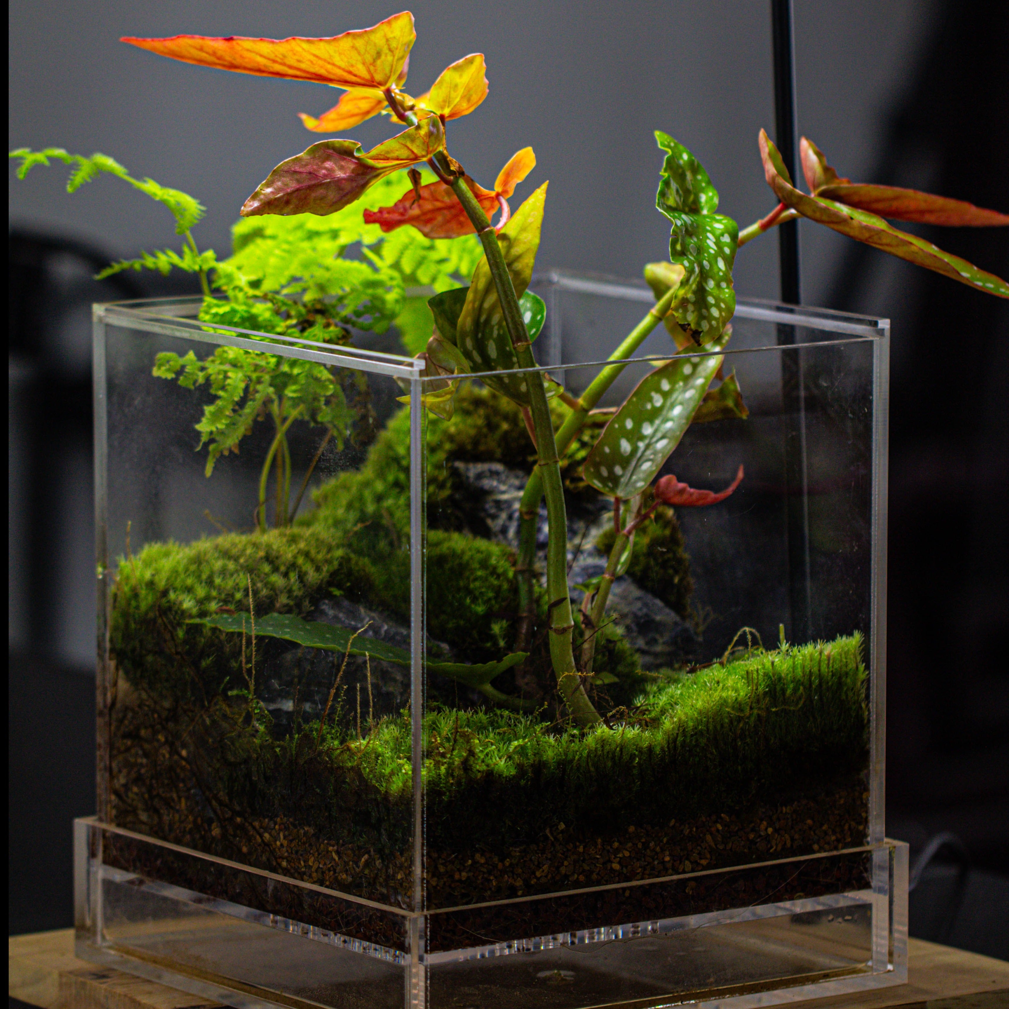 NCYP Acrylic Close terrarium with drainage bottom, suits for Fly Trap, Pitcher Plants, Moss Ball, Nursery, Small tropical Plants - NCYPgarden